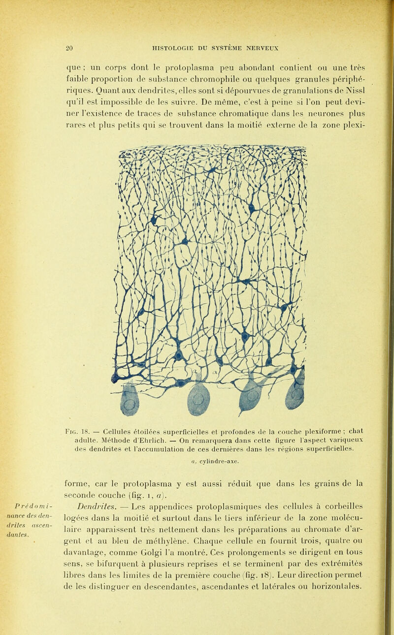 que ; un corps dont le protoplasma peu abonrlant contient ou une tres faible proportion dc substance chroraophile ou quelques granules p6riphe- riqucs. Quant aux dendrites, elles sont si depourvues de granulations de Nissl qu'il est impossible de les suivre. De raeme, c'est a peine si Ton peut devi- ner l'existence de traces de substance chromatique dans les neurones plus rares et plus petits qui se Irouvent dans la moitie externe de la zone plexi- Fig. 18. — Cellules etoilees superficielles et profondes de la couche plexiforme; chat adulte. Methode d'Ehrlich. — On remarquera dans cette figure l'aspect variqueux des dendrites et l'accumulation de ces dernieres dans les regions superficielles. a, cylindre-axe. Predomi- nance des den- drite a ascen- danles. forme, car le protoplasma y est aussi reduit que dans les grains de la seconde couche (fig. 1, a). Dendrites. — Les appendices protoplasmiques des cellules a corbeilles logees dans la moitie et surtout dans le tiers inferieur de la zone molecu- laire apparaissent tres nettement dans les preparations au chromate d'ar- gent et au bleu de methylene. Chaque cellule en fournit trois, quatre ou davantage, comme Golgi l'a montre. Ces prolongements se dirigent en tous sens, se bifurquent a plusieurs reprises et se terminent par des extr6mites libres dans les limites de la premiere couche (fig. 18). Leur direction permet de les distinguer en descendanles, ascendantes et laterales ou horizonlales.