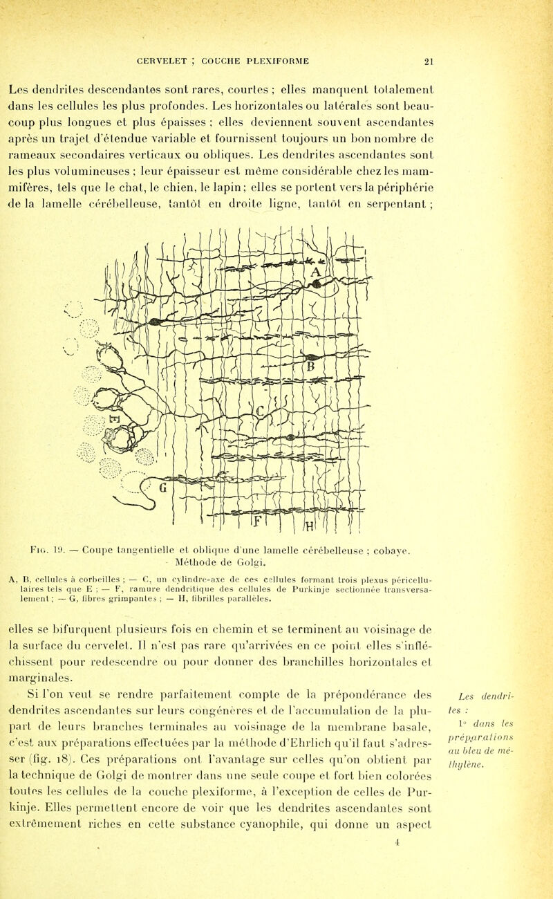 Les dendrites descendantes sont rares, courtes ; elles manquenl totalement dans les cellules les plus profondes. Les horizontales ou laterales sont beau- coup plus longues et plus epaisses ; elles deviennent souvent ascendantes apres un trajel d'etendue variable et fournissent toujours un bonnombre de rameaux secondaires verticaux ou obliques. Les dendrites ascendantes sont les plus volumineuses ; leur epaisseur est memo considerable chezles mam- miferes, tels que le chat, le chien, le lapin; elles se portent vers la peripheric de la lamelle cerebelleuse, tantol en droite ligne, tantol en serpentant ; Fig. 1!>. — Coupe tangentielle et oblique d une lamelle cerebelleuse ; cobaye. Methode de Golgi. A, H, cellules a corl)eilles ; — C, un cvlindre-axe de ces cellules formant trois plexus pericellu- laires tels que E ; — F, ramure dendritique des cellules de Purkinje sectionnee transversa- lemenl; — G, fibres grimpanteo ; — H, fibril les paralleles. elles se bifurquent plusieurs fois en chemin et se terminent an voisinage de la surface du cervelet. II n'est pas rare qu'arrivees en ce point elles s'infle- chissent pour redescendre ou pour donner des branchilles horizontales et marginales. Si Ton veut se rendre parfaitement compte de la preponderance des dendrites ascendantes sur leurs congeneres et de raccumulation de la plu- part de leurs branches terminales au voisinage de la membrane basale, c'est aux preparations effectuees par la methode d'Ehrlich qu'il faut s'adres- ser (fig. 18). Ces preparations out Tavantage sur celles qu'on obtient par la technique de Golgi de monlrer dans une seule coupe et fort bien colorees toutes les cellules de la couche plexiforme, a l'exception de celles de Pur- kinje. Elles permeltent encore de voir que les dendrites ascendantes sont extremement riches en cetle substance cyanophile, qui donne un aspect i Les dendri- tes : 1° dans les prep,ar,alions au bleu de me- thylene.