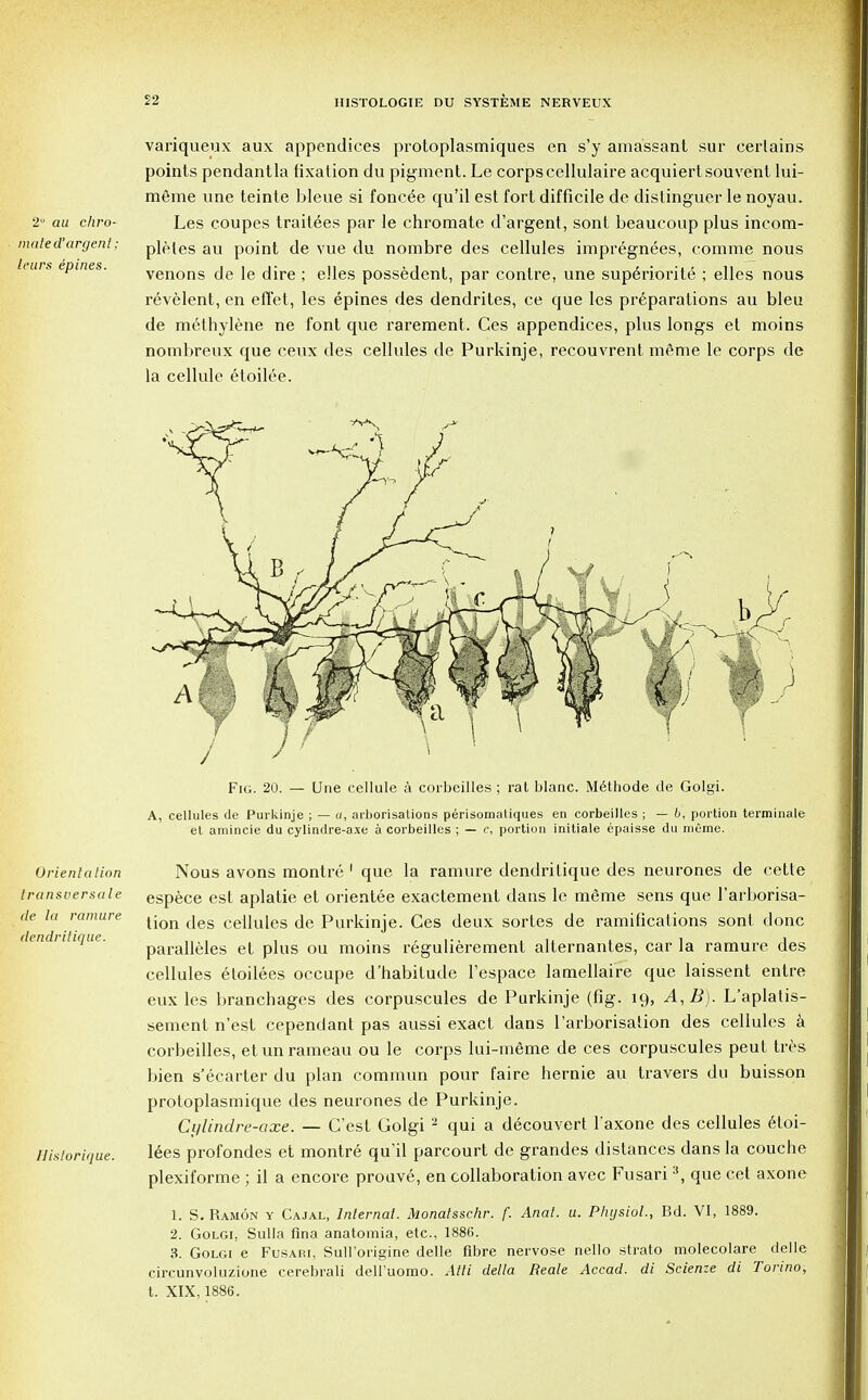 2° au chro- mate d'argent; tears epines. variqueux aux appendices protoplasmiques en s'y amassant sur eerlains points pendantla fixation du pigment. Le corpscellulaire acquiertsouvent lui- meme une teinte bleue si fonce^e qu'il est fort difficile de distinguer le noyau. Les coupes traitees par le chromate d'argent, sont beaucoup plus incom- pletes au point de vue du nombre des cellules impregnees, comme nous venons de le dire ; elles possedent, par contre, une superiorite ; elles nous revelent, en effet, les epines des dendrites, ce que les preparations au bleu de methylene ne font que rarement. Ces appendices, plus longs et moins nombreux que ceux des cellules de Purkinje, recouvrent meme le corps de la cellule etoilee. Orientation transversale de la ramure dendritique. Historique. Fig. 20. — Une cellule a corbeilles; rat blanc. Methode tie Golgi. A, cellules de Purkinje ; — a, arborisalions perisomatiques en corbeilles ; — b, portion terminale et amincie du cylindre-axe a corbeilles ; — c, portion initiate epaisse du meme. Nous avons montre 1 que la ramure dendritique des neurones de cette espece est aplatie et orientee exactement dans le meme sens que l'arborisa- tion des cellules de Purkinje. Ces deux sortes de ramifications sont done paralleles et plus ou moins regulierement alternantes, car la ramure des cellules etoilees occupe d'habitude l'espace lamellaire que laissent entre eux les branchages des corpuscules de Purkinje (fig. ig, A,B). L'aplatis- sement n'est cependant pas aussi exact dans l'arborisation des cellules a corbeilles, etunrameau ou le corps lui-m6me de ces corpuscules peut tres bien s'ecarter du plan commun pour faire hernie au travers du buisson protoplasmique des neurones de Purkinje. Cylindre-axe. — G'est Golgi 2 qui a d6couvert l'axone des cellules etoi- lees profondes et montr6 qu'il parcourt de grandes distances dans la couche plexiforme ; il a encore prouve, en collaboration avec Fusari3, que cet axone 1. S. Ram6n y Cajal, Internal. Monatsschr. f. Anal. u. Physiol., Bd. VI, 1889. 2. Golgi, Sulla fina anatomia, etc., 1886. 3. Golgi e Fusari, Sull'origine delle fibre nervose nello strato molecolare delle circunvoluzione cerebrali dell'uomo. Alii delta Reale Accad. di Scienze di Torino, t. XIX, 1886.