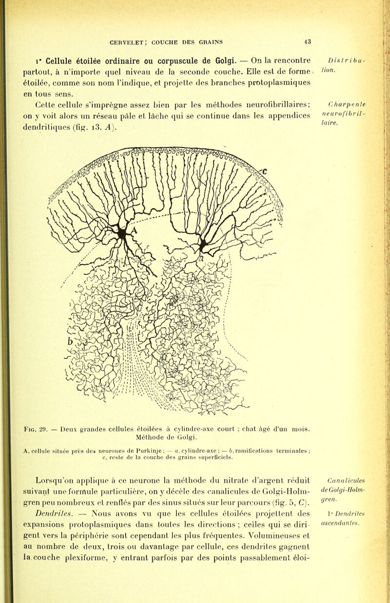 i* Cellule etoilee ordinaire ou corpuscule de Golgi. — On la rencontre Distribu- partout, a n'importe quel niveau de la seconde couche. Elle est de forme llon- etoilee, comme son nom 1'indique, et projette des branches protoplasmiques en tous sens. Gette cellule s'impregne assez bien par les m6thodes neurofibril!aires; Charpente on y voit alors un reseau pale et lache qui se continue dans les appendices neurofibril- dendritiques (fig. i3, A). Fig. 29. — Deux grandes cellules etoilees a cylindre-axe court ; chat age d'un mois. Methode de Golgi. A, cellule situee pres lies neurones de Purkinje; — a, cylindre-axe ; — 6, ramifications terminates ; c, reste de la couche des grains superficiels. Lorsqu'on applique a ce neurone la methode du nitrate d'argent reduit Canalicules suivant une formule particuliere, on y d^cele des canalicules de Golgi-Holm- deGolgi-Uolm- gren peu nombreux et renfl6s par des sinus situes sur leur parcours (fig. 5, C). g'e' Dendrites. — Nous avons vu que les cellules etoile>s projetfent des 1° Dendrites expansions protoplasmiques dans toutes les directions ; cedes qui se diri- ascendantes. gent vers la p6ripherie sont cependant les plus frequentes. Volumineuses et au nombre de deux, trois ou davantage par cellule, ces dendrites gagnent la couche plexiforme, y entrant parfois par des points passablement edoi-