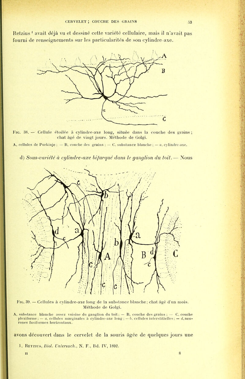 Relzius 1 avait deja vu et dessine cette variety cellulaire, raais il n'avait pas fourni de renseignements sur les particularity de son cylindre-axe. Fig. 38. — Cellule etoilee a cylindre-axe long, situee dans la couche des grains; chat age de vingt jours. Methode de Golgi. A, cellules de Purkihje ; — B, couche des grains ; — C, substance blanche ; — a, cylindre-axe. d) Sous-varie'le a cylindre-axe bifurque dans le ganglion du toil. — Nous Fig. 39. — Cellules a cylindre-axe long de la subslance blanche: chat age d'un mois. Methode de Golgi. A, substance blanche assez voisine du ganglion du toit; — B, couche des grains ; — C, couche plexiforme ; — a, cellules marginales a cylindre-axe long ; —b, cellules interstitielles; — d,neu- rones fusiformes horizontauz. avons d^couvert dans le cervelct de la souris agee de quclques jours une 1. Retzius, Biol. Untersuch., N. F., Bd. IV, 1892.