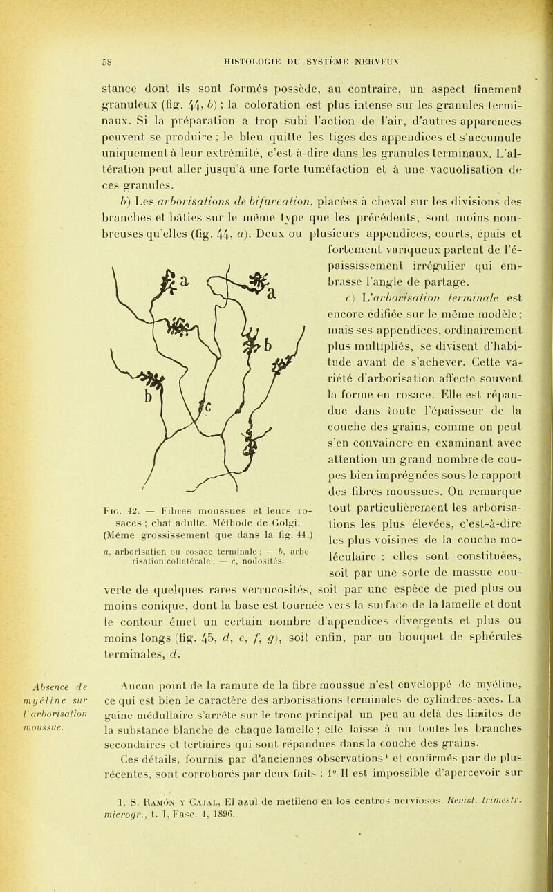 stance dont ils sont formes possede, an contraire, un aspect finement granuleux (fig. 44> b); la coloration est plus intense sur les granules termi- naux. Si la preparation a trop subi Taction de l'air, d'autres apparences peuvent se produire ; le bleu quitte les tiges des appendices et s'accumule uniquementa leur extremite, c'est-a-dire dans les granules terminaux. L'al- teralion peut aller jusqu'a une forte tumefaction et a une-vacuolisation de ces granules. b) Les arborisations de bifurcation, placees a cheval sur les divisions des branches et baties sur le meme type que les precedents, sont moins nora- breuses qu'elles (fig. 44> a)- Deux ou plusieurs appendices, courts, epais et fortement variqueux parlent de T6- paississement irr6gulier qui em- brasse Tangle de partage. c) L'arborisation terminate est encore edifice sur le meme modele; mais ses appendices, ordinairement plus multiplies, se divisent d'habi- tude avant de s'achever. Cette va- riety d'arborisation affecte souvent la forme en rosace. Elle est repan- due dans toute Tepaisseur de la couche des grains, comme on pent s'en convaincre en examinant avec attention un grand nombre de cou- pes bien impregnees sous le rapport des fibres moussues. On remarque tout particulierement les arborisa- tions les plus elevees, c'est-a-dire les plus voisines de la couche mo- leculaire ; elles sont constitutes, soit par une sorte de massue cou- verte de quelques rares verrucosites, soit par une espece de pied plus ou moins conique, dont la base est tournee vers la surface de la lamelle et dont le contour emet un certain nombre d'appendices divergents et plus ou moins longs (fig. 45, d, e, f, g), soit enfin, par un bouquet de spherules terminales. d. Fig. 42. — Fibres moussues et Ieur's ro- saces ; chat adulte. Methode de Golgi. (Meme grossissement que dans la fig. 44.) a, arborisation ou rosace terminate ; — 6, arbo- risation collaterale ; — c, nodosites. Absence de myeline sur V arborisation mo us sue. Aucun point de la ramure de la fibre moussue n'est enveloppe de my6Iiner ce qui est bien le caractere des arborisations terminales de cylindres-axes. La gaine medullaire s'arrete sur le tronc principal un peu au dela des liraites de la substance blanche de chaque lamelle ; elle laisse a nu toutes les branches secondaires et tertiaires qui sont r6pandues dans la couche des grains. Ces details, fournis par d'anciennes observations1 et confirmed par de plus re'centes, sont corrobor6s par deux faits : 1° II est impossible d'apercevoir sur 1. S. Ramon y Cajal, El azul de metileno en los centros nerviosos. Revist. trimestr. microgr., t. I, Fasc. 4, 1896.