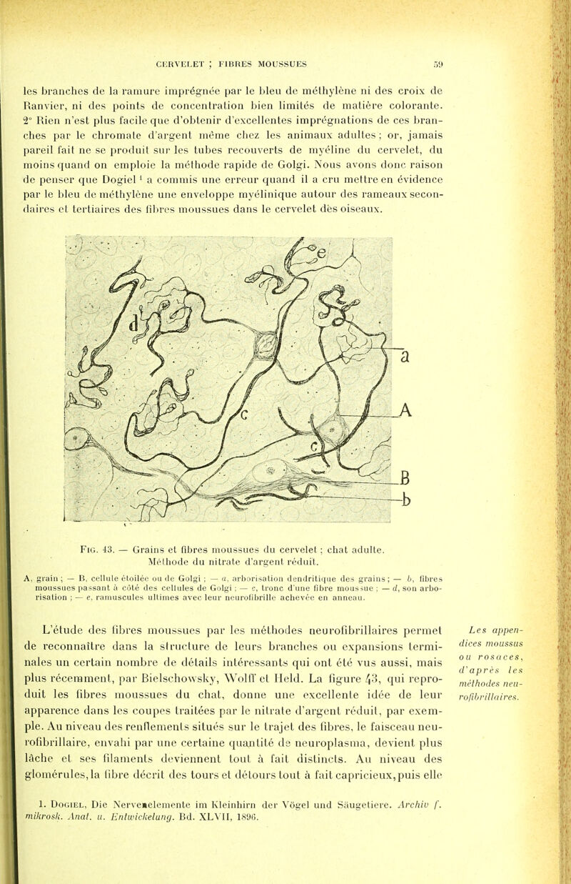 les branches de la ramure impr6gnee par le bleu de methylene ni des croix de Ranvier, ni des points de concentration bien limites de matiere colorante. 2° Rien n'est plus facile que d'obtenir d'excellentes impregnations de ces bran- ches par le chromate d'argent meme chez les animaux adultes ; or, jamais pareil fait ne se produit sur les tubes recouverts de myeline du cervelet, du moins quand on emploie la methode rapide de Golgi. Nous avons done raison de penser que Dogiel1 a commis une erreur quand il a cru mettreen Evidence par le bleu de methylene une enveloppe myelinique autour des rameaux secon- daires ct tertiaires des fibres moussues dans le cervelet des oiseaux. Fig. 43. — Grains et fibres moussues du cervelet ; chat adulte. M.ethode du nitrate d'argent redui't. A, grain; — B, cellule etoilee on de Golgi ; — a, arborisation dendritique des grains; — b, fibres moussues passant a cote des cellules de Golgi ; — c, tronc d'une fibre moussue ; — d, son arbo- risation ; — e, ramuscules ullimes avec leur neurofibrille achevee en anneau. L'etude des fibres moussues par les methodes neuroiibrillaires permet de reconnaitre dans la structure de leurs branches ou expansions termi- nales un certain nombre de details interessants qui ont ete vus aussi, mais plus recerament, par Bielschowsky, Wolff et Held. La figure 4-3, qui repro- duit les fibres moussues du chat, donne une excellente idee de leur apparence dans les coupes trait6es par le nitrate d'argent reduit, par exem- ple. Au niveau des renflements situes sur le trajet des fibres, le faisceau neu- rofibrillaire, envahi par une certaine quantite de neuroplasma, devient plus lache et ses filaments deviennent tout a fait distincts. Au niveau des glomerules,la fibre d6crit des tours et detours tout a fait capricieux, puis elle 1. Dogiel, Die Nervemelemente im Kleinhirn der Vogel und Saugetiere. Archiv /'. mikrosk. Anal. a. Enlwickelung. Bd. XLVII, 1896. Les appen- dices moussus oil rosaces, d'apres les methodes neu- rofibrillaires.