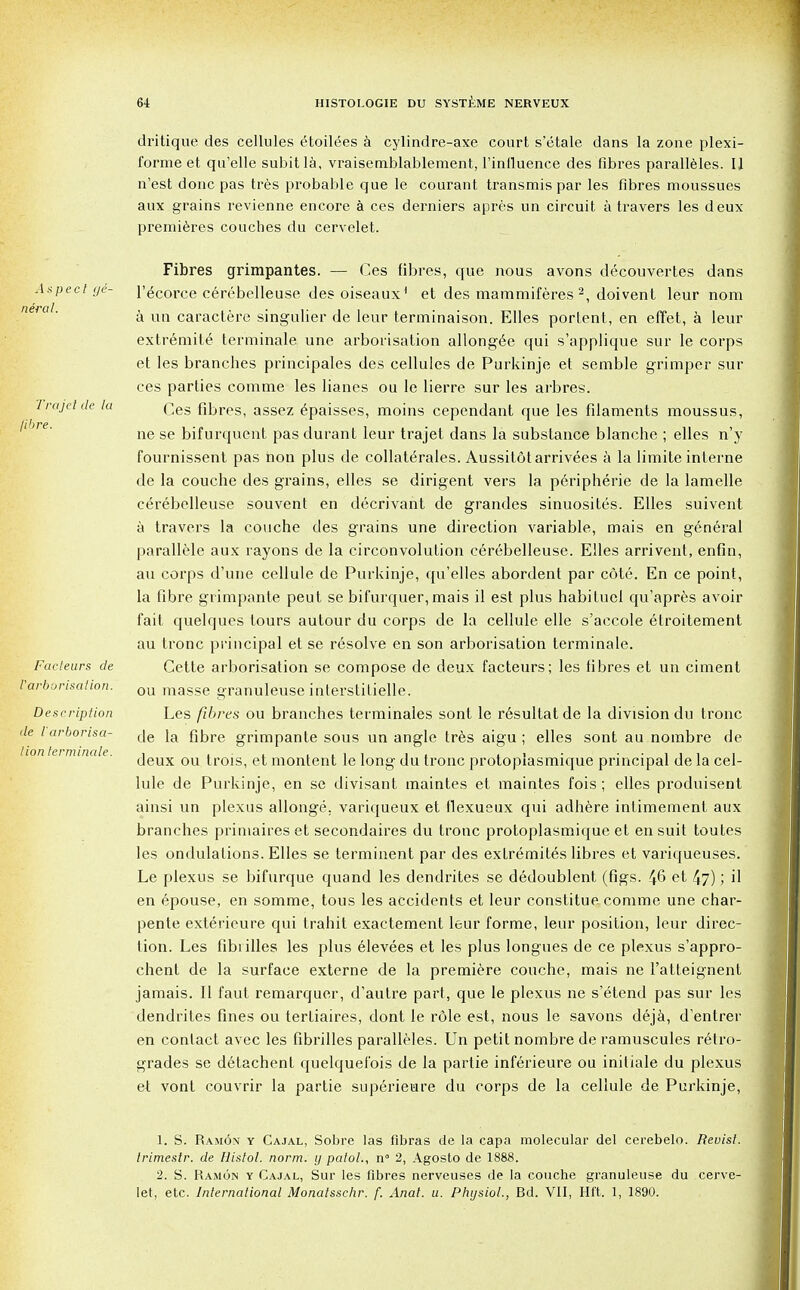 neral. fibre. dritique des cellules eHoil^es a cylindre-axe court s'etale dans la zone plexi- forme et qu'elle subitla, vraisemblablement, Finfluence des fibres paralleles. U n'est done pas tres probable que le courant transmis par les fibres moussues aux grains revienne encore a ces derniers apres un circuit a travers les deux premieres couches du cervelet. Fibres grimpantes. — Ces fibres, que nous avons decouvertes dans Aspect ge- 1'gcorce cerebelleuse des oiseaux1 et des mammiferes 2, doivent leur nom a un caractere singulier de leur terminal son. Elles portent, en effet, a leur extremity terminale. une arborisation allongee qui s'applique sur le corps et les branches principales des cellules de Purkinje et semble grimper sur ces parties comme les lianes ou le lierre sur les arbres. Trajetde la q6S fibreSi assez epaisses, moins cependant que les filaments moussus, ne se bifurquent pas durant leur trajet dans la substance blanche ; elles n'y fournissent pas non plus de collaterals. Aussitotarrivees a la limite interne de la couche des grains, elles se dirigent vers la peripheric de la lamelle cerebelleuse souvent en decrivant de grandes sinuosites. Elles suivent a travers la couche des grains une direction variable, mais en general parallele aux rayons de la circonvolufion cerebelleuse. Elles arrivent, enfin, au corps d'une cellule de Purkinje, qu'elles abordent par cote. En ce point, la fibre grimpante peut se bifurquer, mais il est plus habitucl qu'apres avoir fait quelques tours autour du corps de la cellule elle s'accole etroitement au tronc principal et se resolve en son arborisation terminale. Facteurs de Cette arborisation se compose de deux facteurs; les fibres et un ciment Tarborisation. ou masse granuleuse interstitielle. Description Les fibres ou branches terminales sont le resultatde la division du tronc de I arborisa- c[e [a fibre grimpante sous un angle tres aigu ; elles sont au nombre de lion tei mma e. jeux ou trois, et montent le long du tronc protoplasmique principal de la cel- lule de Purkinje, en se divisant maintes el maintes fois ; elles produisent ainsi un plexus allonge, variqueux et fiexueux qui adhere inlimement aux branches primaires et secondaires du tronc protoplasmique et en suit toutes les ondulations. Elles se terminent par des exlremites fibres et variqueuses. Le plexus se bifurque quand les dendrites se dedoublent (figs. 46 et 47); il en epouse, en somme, tous les accidents et leur constitue comme une char- pente exterieure qui trahit exactement leur forme, leur position, leur direc- tion. Les fibiilles les plus 61evees et les plus longues de ce plexus s'appro- chent de la surface externe de la premiere couche, mais ne l'atfeignent jamais. II faut remarquer, d'autre part, que le plexus ne s'etend pas sur les dendrites fines ou tertiaires, dont le role est, nous le savons deja, d'entrer en contact avec les fibrilles paralleles. Un petit nombre de ramuscules retro- grades se detachent quelquefois de la partie inferieure ou initiale du plexus et vont couvrir la partie superieiare du corps de la cellule de Purkinje, 1. S. Ramon y Cajal, Sobre las fibras de la capa molecular del cerebelo. Reuist. trimestr. de Histol. norm, y patol., n 2, Agosto de 1888. 2. S. Ramon y Cajal, Sur les fibres nerveuses de la couche granuleuse du cerve- let, etc. International Monat&schr. f. Anal. a. Physiol., Rd. VII, Hft. 1, 1890.