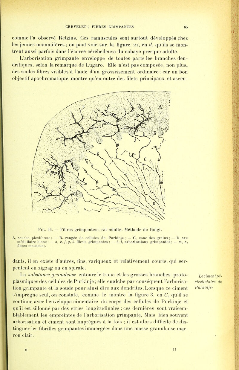 comme l'a observe Retzius. Ces ramuscules sont surtout developpes chez les jeunes mammiferes ; on peut voir sur la figure 21, en d, qu'ils se mon- trent aussi parfois dans l'ecorce ce>ebelleuse du cobaye presque adulte. L'arborisation grimpante enveloppe de toutes parts les branches den- dritiques, selon la remarque de Lugaro. Elle n'est pas composee, non plus, des seules fibres visibles a l'aide d'un grossissetnenl ordinaire; car un bon objeclif apochromalique montre qu'en outre des fdets principaux et ascen- dants, il en existe d'autres, fins, variqueux et relativement courts, qui ser- pentenl en zigzag ou en spirale. La substance granuleuse entoure le tronc et les grosses branches proto- Lecimentpi- plasmiques des cellules dePurkinje; elle englcbe par consequent I'arborisa- rkellulaire de lion grimpante et la soude pour ainsi dire aux dendrites. Lorsque ce ciment Purkinje- s'impregne seul, on constate, comme le montre la figure 3, en C, qu'il se continue avec l'enveloppe cimentaire du corps des cellules de Purkinje et qu'il est sillonne par des stries longitudinales ; ces dernieres sont vraisem- blablement les empreintes de l'arborisation grimpante. Mais bien souvent arborisation et ciment sont impregn6s a la fois ; il est alors difficile de dis- tinguer les fibrilles grimpantes immergees dans une masse granuleuse mar- ron clair. > 11 11