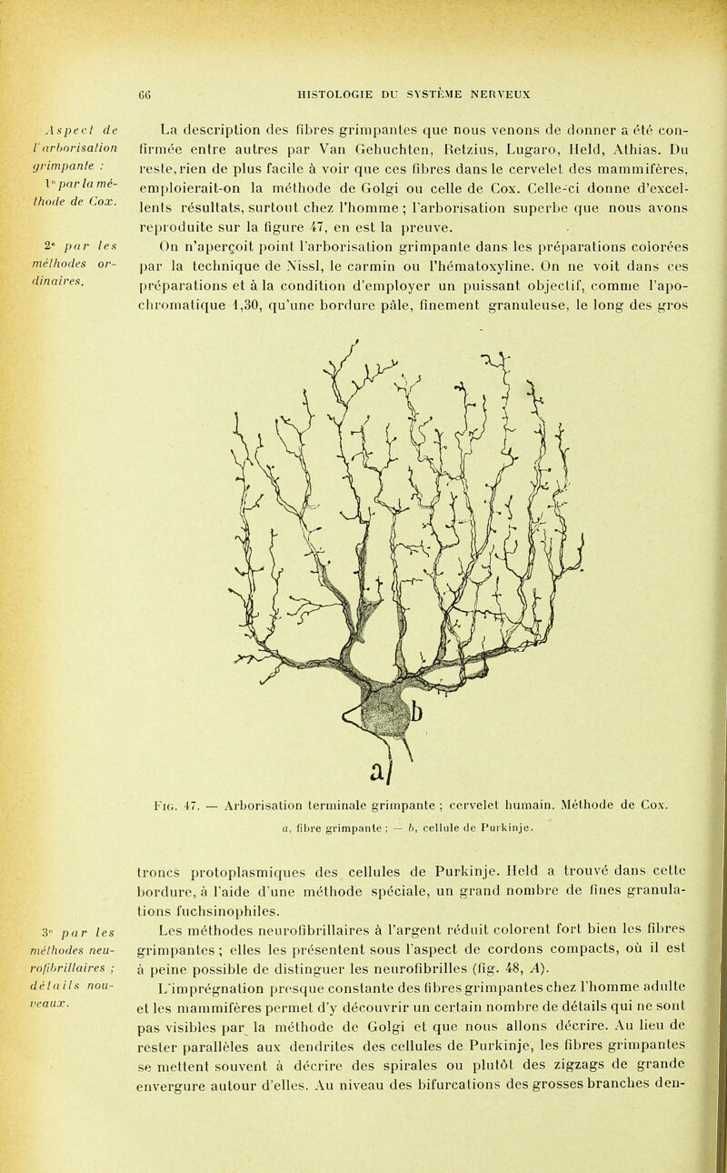 Aspect de V arborisation yrimpante : \ par la me- thode de Cox. 2 par les methodes or- dinal res. La description des fibres grimpantes que nous venons de donner a ele con- firmee entre autres par Van Gehuchten, Retzius, Lugaro, Held, Athias. Du reste.rien de plus facile a voir que ces fibres dans le cervelet des mammiferes, emploierait-on la methode de Golgi ou celle de Cox. Celle-ci donne d'excel- lents resultats, surtout chez I'homme; Tarborisation superbe que nous avons reproduite sur la figure 47, en est la preuve. On n'apercoit point l'arborisation grimpante dans les preparations colorees par la technique de Nissl., le carmin ou l'h^matoxyline. On ne voit dans ces preparations et a la condition d'employer un puissant objectif, comme 1'apo- chroniatique 1,30, qu'une bordure pale, finement granuleuse, le long des gros Fig. 47. — Arborisation terminale grimpante ; cervelet humain. Methode de Cox. a, fibre grimpante; — 6, cellule de Purkinje. troncs protoplasmiques des cellules de Purkinje. Held a trouve dans cettc bordure, a 1'aide d'une methode sp^ciale, un grand nombre de fines granula- tions fuchsinophiles. 3° par les Les methodes neurofibrillaires a l'argent reduit colorent fort bien les fibres methodes neu- grimpantes; elles les pr^sentent sous faspect de cordons compacts, ou il est rofdjrillaires ; a peine possible de distinguer les neurofibrilles (fig. 48, A), details nou- L'impregnation presque constante des fibres grimpantes chez 1'horame adulte et les mammiferes permet d'y decouvrir un certain nombre de details qui ne sont pas visibles par^ la methode de Golgi et que nous allons decrire. Au lieu de rester paralleles aux dendrites des cellules de Purkinje, les fibres grimpantes se mettent souvent a decrire des spirales ou plutdt des zigzags de grande envergure autour d'elles. Au niveau des bifurcations des grosses branches den- veaux.
