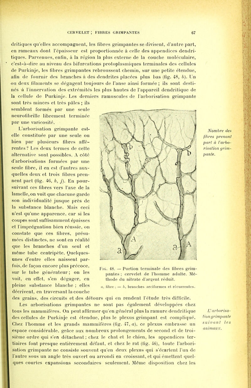 dritiques qu'elles accompagnent, les fibres grimpantes sedivisent, d'autre part, en rameaux dont l'epaisseur est proportionnee a celle des appendices dendri- tiques. Parvenues, enfin, a la region la plus externe de la couche moleculaire, c'est-a-dire au niveau des bifurcations protoplasmiques terminates des cellules de Purkinje, les fibres grimpantes rebroussent chemin, sur une petite etendue, afin de fournir des branches a des dendrites placets plus bas (fig. 48, b). Un ou deux filaments se degagent toujours de l'anse ainsi formee ; ils sont desti- nes a l'innervation des extremites les plus hautes de l'appareil dendritique de la cellule de Purkinje. Les derniers ramuscules de l'arborisation grimpante sont tres minces et tres pales ; ils semblent formes par une seule neurofibrille librement terminee par une varicosity. L'arborisation grimpante est- elle constitute par une seule ou bien par plusieurs fibres afte- rentes ? Les deux termes de cette alternative sont possibles. A cot6 d'arborisations formers par une seule fibre, il en est d'autres aux- quelles deux et trois fibres pren- nent part (fig. 46, h, j). En pour- suivant ces fibres vers l'axe de la lamelle, on voit que chacune garde son individuality jusque pres de la substance blanche. Mais ceci n'est qu'une apparence, car si les coupes sont suffisamment epaisses et l'impregnation bien reussie, on constate que ces fibres, presu- mees distinctes, ne sont en realite que les branches d'un seul et m6me tube centripete. Quelques- unes d'entre elles naissent par- fois,de faQon encore plus precoce, sur le tube generateur; on les voit, en effet, s'en degager, en pleine substance blanche ; elles decrivent, en traversant la couche des grains, des circuits et des detours qui en rendent l'etude tres difficile. Les arborisations grimpantes ne sont pas egalement developpees chez tous les mammiferes. On peut affirmer qu'en general plus la ramure dendritique des cellules de Purkinje est etendue, plus le plexus grimpant est complique. Chez l'homme et les grands mammiferes (fig. 47, a), ce plexus embrasse un espace considerable, grace aux nombreux prolongements de second et de troi- sieme ordre qui s'en detachent; chez le chat et le chien, les appendices ter- tiaires font presque entierement defaut, et chez le rat (fig. 46), toute l'arbori- sation grimpante ne consiste souvent qu'en deux plexus qui s'ecartent Tun de l'autre sous un angle tres ouvert ou arrondi en croissant, et qui emettent quel- ques courtes expansions secondaires seulement. Meme disposition chez les Fig. 48. — Portion terminale des fibres grim- pantes ; cervelet de l'homme adulte. Me- thode du nitrate d'argent reduit. u, fibre ; — b, branches arciformes et recurrentes. Nombre des fibres prenanl part a l'arbo- risation grim- pante. U arborisa- tion grimpante suivanl les aniniaux.