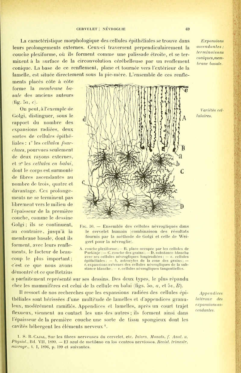 La caracteristique morphologique des cellules epitheliales se trouve dans leurs prolongements externes. Ceux-ci traversent perpendiculairement la couche plexiforme, oil ils forment comme une palissade etroite, et se ter- minent a la surface de la circonvolulion cerebelleuse par un renflement coniquc. La base de ce renflement, plane et tournee vers l'exterieur de la lamelle, est situee directement sous la pie-mere. L'ensemble de ces renfle- ments places cote a cote forme la membrane ba- sale des anciens auteurs (fig. 5i, c). On peut,a l'exemple de Golgi, distinguer, sous le rapport du nombre des expansions radiees, deux sortes de cellules epilhe- liales : i° les cellules f'our- chues, pourvues seulement de deux rayons externes, et 2° les cellules en balai, dont le corps est surmonte de fibres ascendantes au nombre de trois, quatrc et davantage. Ces prolonge- ments ne se terminent pas librement vers le milieu de I'epaisseur de la premiere couche, comme le dessine Golgi ; ils se continuent, au contraire, jusqu'a la membrane basale, dont ils forment, avec leurs renfle- ments, le facteur de beau- coup le plus important; c'est ce que nous avons demontre et ce que Retzius a parfaitement represents sur ses dessins. Des deux types, le plus repandu chez les mammiferes est celui de la cellule en balai (figs. 5o, a, et 5i, B). II ressort de nos recherches que les expansions radiees des cellules epi- theliales sont hSrissees d'une multitude de lamelles et d'appendices granu- leux, moder6ment ramifies. Appendices et lamelles, apres un court trajet flexueux, viennent au contact les uns des autres ; ils forment ainsi dans l'epaisseur de la premiere couche une sorte de tissu spongieux dont les cavites hebergent les elements nerveux 1. S. R.Cajal, Sur les fibres nerveuses du cervelet, etc. Intern. Monats. f. Anal. u. Physiol., Bd. VII, 1890. — El azul de metileno en los centros nerviosos. Reuist. trimeslr. microgr., t, I, 1896, p. 199 et suivantes. Fig. 50. — Ensemble des cellules nevrogliques dans le cervelet humain (combinaison des resultats fournis par la methode de Golgi et celle de Wei- gert pour la nevroglie). couche plexiforme;— B, place occupee par les cellules de Purkinje ; — C, couche des grains ; — D, substance blanche avec ses cellules nevrogliques longiradiees ; — a, cellules epitheliales; — b. astrocytes de la zone des grains; — c, expansions externes des cellules nevrogliques de la sub- stance blanche; — e, cellules nevrogliques tangentielles. A Expansions ascendantes; lerminaisons coniques, mem- brane basale. Varietes cel- lulaires. Appendices laleraux des expansions as- cendantes.