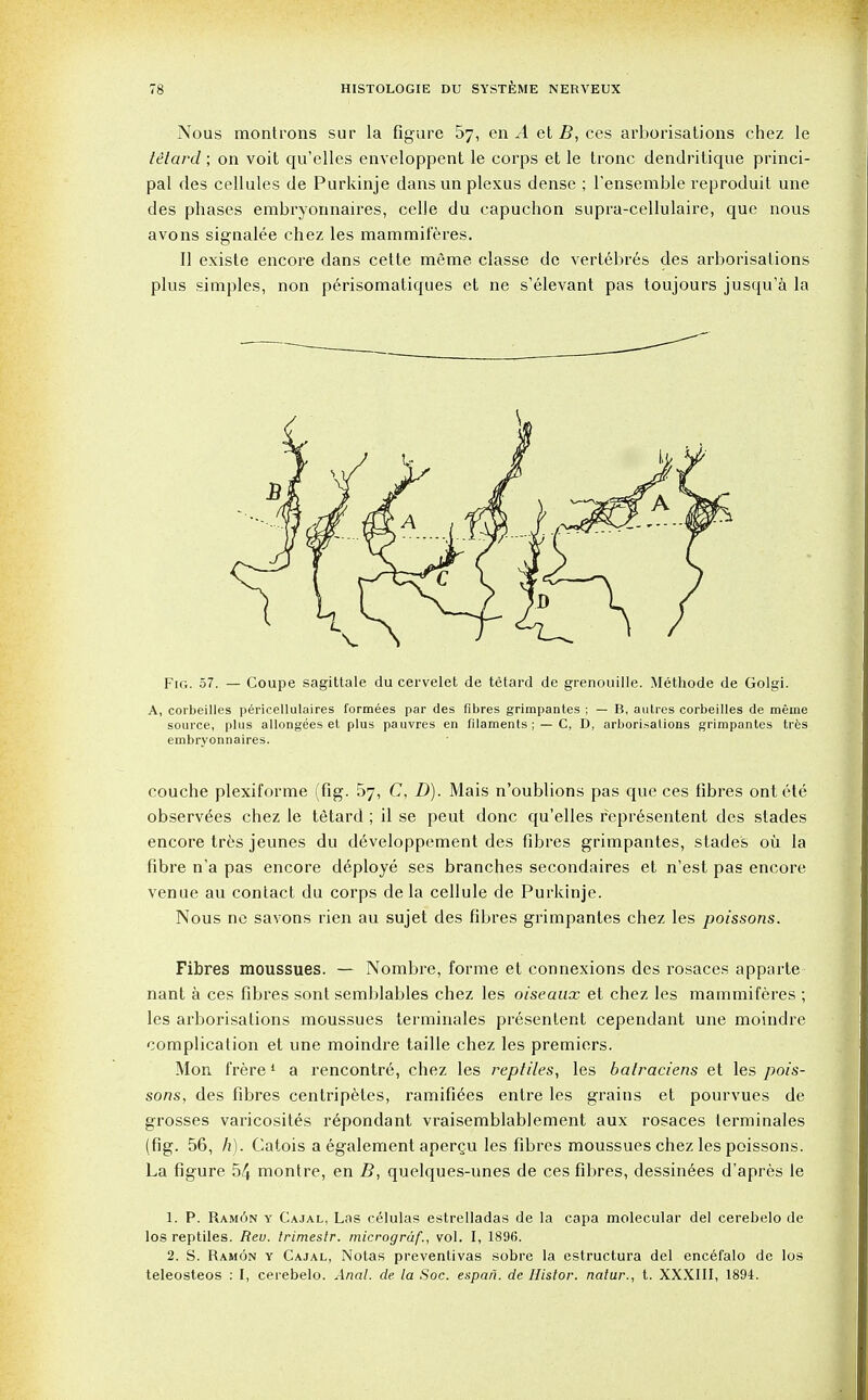 Nous montrons sur la figure 57, en A et B, ces arborisations chez le tetard; on voit qu'elles enveloppent le corps et le tronc dendritique princi- pal des cellules de Purkinje dans un plexus dense ; l'ensemble reproduit une des phases embryonnaires, celle du capuchon supra-cellulaire, que nous avons signalee chez les mammif'eres. II existe encore dans cette meme classe de vertebres des arborisations plus simples, non perisomatiques et ne s'elevant pas toujours jusqu'a la Fig. 57. — Coupe sagittale du cervelet de tetard de grenouille. Methode de Golgi. A, corbeilles pericellulaires formees par des fibres grimpantes ; — B, autres corbeilles de meme source, phis allongees et plus pauvres en filaments ; —C, D, arborisations grimpantes tres embryonnaires. couche plexiforme (fig. 57, C, D). Mais n'oublions pas que ces fibres ont ete observers chez le tetard ; il se peut done qu'elles representent des slades encore tres jeunes du developpement des fibres grimpantes, stades oil la fibre n'a pas encore deploye ses branches secondaires et n'est pas encore venue au contact du corps de la cellule de Purkinje. Nous ne savons rien au sujet des fibres grimpantes chez les poissons. Fibres moussues. — Nombre, forme et connexions des rosaces apparte- nant a ces fibres sont semblables chez les oiseaux et chez les mammiferes ; les arborisations moussues terminales presentent cependant une moindre complication et une moindre taille chez les premiers. Mon frere1 a rencontre, chez les reptiles, les balraciens et les pois- sons, des fibres centripetes, ramifiees entre les grains et pourvues de grosses varicosites repondant vraisemblablement aux rosaces terminales (fig. 56, h). Catois a egalement apergu les fibres moussues chez les poissons. La figure 5^ montre, en B, quelques-unes de ces fibres, dessinees d'apres le 1. P. Ram6n y Cajal, Las celulas estrelladas de la capa molecular del cerebelo de los reptiles. Rev. trimestr. microgruf., vol. I, 1896. 2. S. Ramon y Cajal, Notas preventivas sobre la estructura del encefalo de los teleosteos : I, cerebelo. Anal, de la Soc. espari. de Histor. natur., t. XXXIII, 1894.