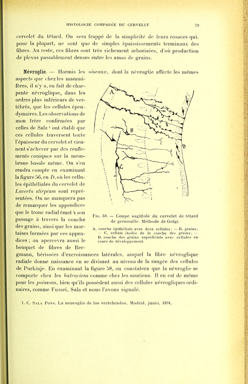 cervelet du tetard. On sera frappe de la simplicity de leurs rosaces qui, pour la plupart, ne sont que de simples epaississements terminaux des fibres. Au reste, ces fibres sont tres richement arborisees, d'ou production de plexus passableiTient denses entre les amas de grains. Nevroglie. — Ilormis les oiseaux, dont la nevroglie affecte les memes aspects que chez les mammi- f6res, il n'y a, en fait de char- pente nevroglique, dans les ordresplus inferieurs de ver- t6bres, que les cellules epen- dymaires. Les observations de mon f'rere confirmees par celles de Sala 1 ont etabli que ces cellules traversent toute Tepaisseur du cervelet et vien- nent s'achever par des renfle- ments coniques sur la mem- brane basale meme. On s'en rendra coinple en examinant la figure 56, en D, oil les cellu- les epith61iales du cervelet de Laccrta slirpium sont repre- sentees. On ne manquera pas de remarquer les appendices que le tronc radial emet a son passage a travers la couche des grains, ainsi que les mor- taises formees par ces appen- dices ; on apercevra aussi le bouquet de fibres de Ber- gmann, heriss^es d'excroissances lalerales, auquel la fibre nevroglique radiale donne naissance en se divisant au niveau de la rang6e des cellules de Purkinje. En examinant la figure 58, on constatera que la nevroglie se comporte chez les balraciens comme chez les sauriens. 11 en est de meme pour les poissons. bie-n qu'ils possedent aussi des cellules nevrogliques ordi- naires, comme Fusari, Sala et nous l'avons signale. Fig. 58. — Coupe sagittate du cervelet de tetard de grenouille. Methode de Golgi. A, couche epitheliale avec deux cellules; —B, grains; — C, cellule etoilee de la couche des grains; — D, couche des grains superficiels avec cellules en cours de developpemenl.