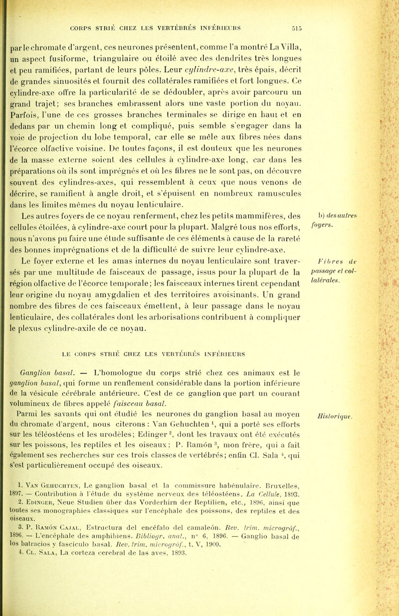 parlcchromale d'argent, ces neurones presentent, comme l'a montre La Villa, un aspect fusiformc, triangulaire ou etoile avec des dendrites tres longues et peu ramifiees, partant de leurs poles. Leur cylindre-axe, tres epais, decrit do grandes sinuosites el fournit des collaterales ramifiees et fort longues. Ce cvlindre-axe ofi're la particularity de se dedoubler, aprc-s avoir parcouru un grand trajet; ses branches erabrassent alors une vaste portion du noyau. Parfois, Tune de ces grosses branches terminales se dirige en ham et en dedans par un chemin long et complique, puis semble s'engager dans la voie de projection du lobe temporal, car elle se mele aux fibres nees dans l'^corce olfactive voisine. De toutes fagons, il est douteux que les neurones de la masse externe soicnl des cellules a cylindre-axe long, car dans les preparations oil ils sont impregnes et ou les fibres ne le sont pas, on decouvre souvent des cylindres-axes, qui ressemblent a ceux que nous venons de decrire, se ramifient a angle droit, et s'epuisent en nombreux ramuscules dans les limitesmemes du noyau lcnficulaire. Les autres foyers de ce noyau renferment, chez les petits mammiferes, des cellules eloilees, a cylindre-axe court pour la plupart. Malgre lous nos efforts, nous n'avons pu faire une elude suffisante de ces elements a cause de la rarele des bonnes impregnations et de la difficulty de suivre leur cylindre-axe. Le foyer externe et les amas internes du noyau lenticulairc sont traver- ses par une multitude de faisceaux de passage, issus pour la plupart de la region olfactive de l'ecorce temporale; les faisceaux internes tirent cependant leur origine du noyau amygdalien et des territoires avoisinants. Un grand nombre des fibres de ces faisceaux emettent, a leur passage dans le noyau lenticulaire, des collaterales dont les arborisations contribuent a compliquer le plexus cylindre-axile de ce noyau. b) des mil res foyers. Fibres de passage el col- laterales. LE CORPS STRIE CHEZ LES VERTEBRES INFERIEURS Ganglion basal. — L'homologue du corps strie chez ces animaux est le ganglion basal, qui forme un renflement considerable dans la portion inferieure de la vesicule cerebrate anterieure. C'est de ce ganglion que part un courant volumineux de fibres appele faisceau basal. Parmi les savants qui ont etudie les neurones du ganglion basal au moyen du chromate d'argent, nous citerons : Van Gehuchten 4, qui a porte ses efforts sur les teleoste'ens et les urodeles; Edinger2, dont les travaux ont etc executes sur les poissons, les reptiles et les oiseaux; P. Ramon3, mon frere, qui a fait egalement ses recherches sur ces trois classes de vertebres; enfin CI. Sala 4, qui s'est particulierement occupe des oiseaux. 1. Van Gehuchten, Le ganglion basal et la commissure habenulaire. Bruxelles, 1897. — Contribution a l'etude du systeme nerveux des teleosteens. La Cellule, 1893. 2. Edinger, Neue Studien uber das Vorderhirn der Reptilien, etc., 1896, ainsi que toutes ses monographies classiques sur l'encephale des poissons, des reptiles et des oiseaux. 3. P. Ramon Cajal, Estructura del encefalo del camaleon. Rev. trim, micrograf., 1896. — L'encephale des ainphibiens. Biblioyr. anal., n° 6, 1896. — Ganglio basal de los batracios y fasciculo basal. Iiev. trim, micrograf., t. V, 1900. 4. Cl. Sala, La corteza cerebral de las aves, 1893. Historique.