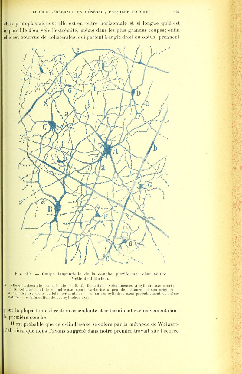 dies protoplasmiques ; elle est en outre horizontale et si longue qu'il est impossible d'en voir l'extremite, me me dans les plus grandes coupes; enfin die est pourvue de eollaterales, <j 11 i partent a angle droit ou obtus, prennent Fig. 339. — Coupe tangentielle de la couche plexiforme; chat adulte. Methode d'Ehrlich. A, cellule horizontale ou speciale: — B, C, D, cellules volumineuses a cylindre-axe court ; — F, G, cellules dont le cylindre-axe court s'arborise a pen de distance de son origine; — a, cylindre-axe d'une cellule horizontale; — 6, autres cylindres-axes probablement de meme nature — c, bifurcation de ces cylindres-axes. pour la pluparl une direction ascendante et se terminent exclusivement dans la premiere couche. II est probable que ce cylindre-axe se colore par la methode de Weigert- Pal, ainsi que nous l'avons suggere dans notre premier travail sur l'ecorce