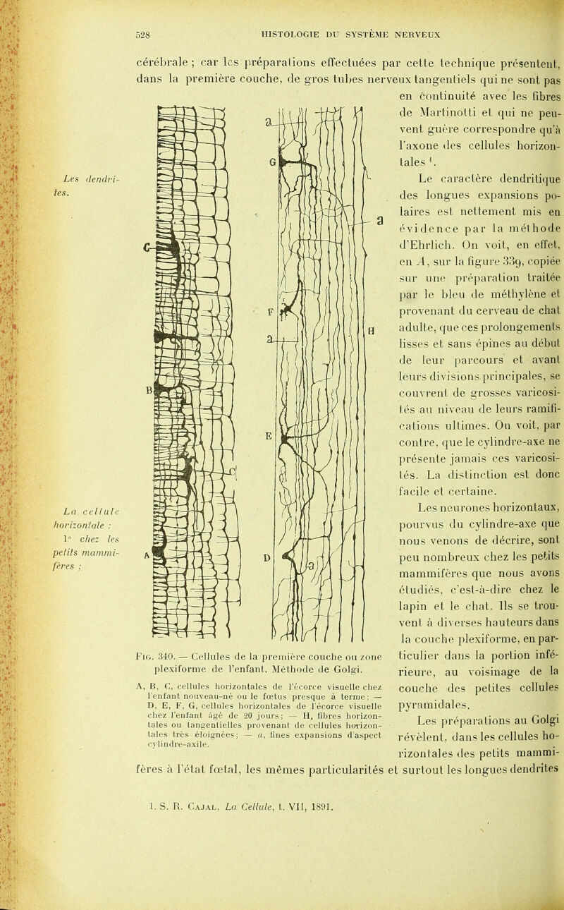 Les dendri- tes. La cellule horizonlale : 1° chez les pelits mammi- feres ; c6rebrale ; car les preparations effectuees par cette technique presentent, dans la premiere couche, cle gros tubes nerveux tangentiels quine sont pas en continuit6 avec les fibres de Martinotti et. qui ne peu- vent guere correspondre qu'a l'axone des cellules horizon- tales f. Le caractere dendritique des longues expansions po- laires est nettement mis en evidence par la methode d'Ehrlich. On voit, en effet, en ^4, sur la figure 339, copiee sur une preparation traitee par le bleu de m6thylene et provenant du cerveau de chat adulte, que ces prolongements lisses et sans epines au debut de leur parcours et avant leurs divisions principals, se couvrent de grosses varicosi- t6s au niveau cle leurs ramifi- cations ultimes. On voit, par contre, que le cylindre-axe ne presente jamais ces varicosi- tes. La distinction est done facile et certaine. Les neurones horizontaux, pourvus du cylindre-axe que nous venons de d^crire, sont peu nombreux chez les petits mammiferes que nous avons etudies, e'est-a-dire chez le lapin et le chat, lis se trou- vent a diverses hauteurs dans la couche plexiforme, en par- ticulier dans la portion inf£- rieure, au voisinage de la couche des petites cellules pyramidales. Les preparations au Golgi revelent, dans les cellules ho- rizontales des petits mammi- feres a Tetat foetal, les memes particularit6s et surtout les longues dendrites Fig. 340. — Cellules de la premiere couche ou zone plexiforme de l'enfant. Methode de Golgi. A, B, C, cellules horizontales de l'ecorce visuelle chez l'enfant nouveau-ne ou le foetus presque a terme; — D, E, F, G, cellules horizontales de l'ecorce visuelle chez l'enfant age de 20 jours; — H, fibres horizon- tales ou tangentielles provenanl de cellules horizon- tales tres eloignees; — a, fines expansions d'aspect cvlindre-axile. 1. S. R. Cajal, La Cellule, t. VII, 1891.