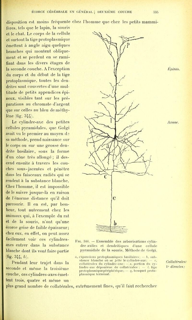 disposition est moins frequente chez l'homme que chez les petits raammi- feres, tels que le lapin, la souris et le chat. Le corps de la cellule et surtout la tige protoplasmique emettcnt a angle aigu quelques branches qui montent oblique- ment et se perdent en se rami- fiant dans les divers etages de la seconde couche. Al'exception du corps et du debut de la tige protoplasmique, toutes les den- drites sont couvertes d'une mul- titude de petits appendices epi- neux, visibles tant sur les pre- parations au chromate d'argent que sur celles au bleu de me thy- lene (fig. 344). Le cylindre-axe des petites cellules pyramidales, que Golgi avait vu le premier au moyen de sa methode, prend naissance sur le corps ou sur une grosse den- drite basilaire, sous la forme d'un cone tres allonge; il des- cend ensuite a travers les cou- ches sous-jacentes et, penetre dans les faisceaux radies qui se rendent a la substance blanche. Chez l'homme, il est impossible de le suivre jusque-la en raison de l'enorme distance qu'il doit parcourir. II en est, par bon- heur, tout autrement chez les animaux qui, a Texemple du rat et de la souris, n'ont qu'une ecorce grise de faible epaisseur; chez eux, en efl'et, on peut assez facilement voir ces cylindres- axes entrer dans la substance blanche dont ils vont faire partie (ng- 34/,, b). Pendant leur trajet dans la seconde et meme la troisieme couche, ces cylindres-axes emet- tent trois, quatre et meme un plus grand nombre de collaterales, extrdmement fines, qu'il faut rechercher Fig. 3i4. — Ensemble des arborisations cylin- dre axiles et dendritiques d'une cellule pyramidale de la souris. Methode de Golgi. a, expansions protoplasmiques basilaires; — b, sub- stance blanche oil se jette le cylindre-axe: — c, collaterales du cylindre-axe; — e, portion du cy- lindre-axe depourvue de collaterales ; — /, tige protoplasmiqueperipherique; — </, bouquet proto- plasmique terminal. Epines. Axone. Collaterales: 1° direcles: