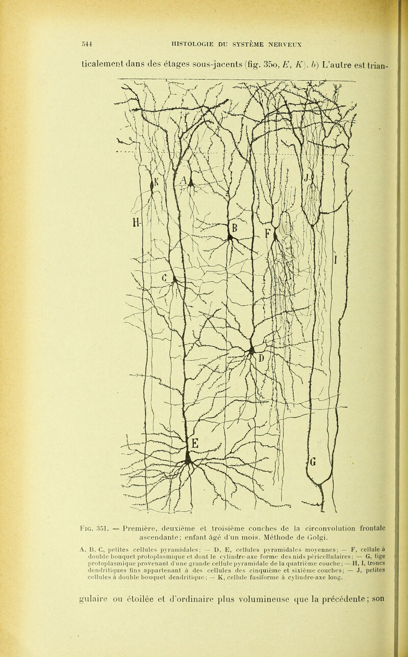 ticalement dans des etages sous-jacents (fig. 35o, E, K). b) L'aulre esttrian- Fig. 351. — Premiere, deuxierne et troisieme couches (ie la circonvolution frontale ascendante; enfant age dun mois. Methode de Golgi. A, B, C, pelites cellules pyraraidales; — D, E, cellules pyramidales moyennes; — F, cellule a double bouquet, protoplasmique et dont le cylindre-axe forme des nids pericellulaires; — G, tige protoplasraique provenant d une grande cellule pyramidale de la quatrieme couche; —H, I, troncs dendritiques fins appartenant a des cellules des cinquieme et sixieme couches; — J, petites cellules a double bouquet dendritique; — K, cellule fusiforme a cylindre-axe long. gulaire ou ^toilee et d'ordinaire plus volumineuse que la precedente; son