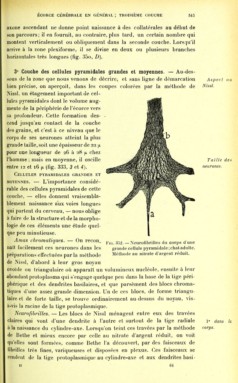 axone ascendant ne donne point naissance a des collaterals au debut de son parcours; il en fournit, au contraire, plus tard, un certain nombre qui raontent verticalement ou obliquemenl dans la seconde couche. Lorsqu'il arrive a la zone plexiforme, il se divise en deux ou plusieurs branches horizontales tres longues (fig. 35o, D). 3° Couche des cellules pyramidales grandes et moyennes. — Au-des- sous de la zone que nous venons de decrire, et sans ligne de demarcation bien precise, on apercoit, dans les coupes colorees par la methode de Nissl, un etagement important de cel- lules pyramidales dont le volume aug- mente de la periph6rie de l'ecorce vers sa profondeur. Cette formation des- cend jusqu'au contact de la couche des grains, et c'est a ce niveau que le corps de ses neurones atteint la plus grande taille, soil une epaisseur de 22 \l pour une longueur de 26 a 28 p. chez Phomme ; mais en moyenne, il oscille entre 12 et 16 {jl (fig. 333, 3 et 4). Cellules pyramidales grandes et moyennes. — L'importance conside- rable des cellules pyramidales de cette couche, — elles donnent vraisembla- blement naissance aux voies longues qui partent du cerveau, — nous oblige a faire de la structure et de la morpho- logic de ces 6l6ments une elude quel- que peu minutieuse. Amas chromatiques. — On recon. nail facilement ces neurones dans les preparations effectu6es par la methode de Nissl, d'abord a leur gros noyau ovo'ide ou triangulaire ou apparait un volumineux nucleole, ensuite a leur abondant protoplasma qui s'engage quelque peu dans la base de la tige peri- pherique et des dendrites basilaires, et que parsement des blocs chroma- tiques d'une assez grande dimension. Un de ces blocs, de forme triangu- laire et de forte taille, se trouve ordinairement au-dessus du noyau, vis- a-vis la racine de la tige protoplasmique. Neurofibrilles. — Les blocs de Nissl m^nagent entre eux des travees claires qui vont d'une dendrite a I'autre et surtout de la tige radiale a la naissance du cylindre-axe. Lorsqu'on teint ces travels par la methode de Bethe et mieux encore par celle au nitrate d'argent reduit, on voit qu'elles sont formees, comme Bethe Ta decouvert, par des faisceaux de fibrillcs tres fines, variqueuses et disposees en plexus. Ces faisceaux se rendent de la tige protoplasmique au cylindre-axe et aux dendrites basi- 11 64 Aspecl au Nissl. Fig. 352. — Neurofibrilles du corps d une grande cellule pyramidale;chatadulte. Methode au nitrate d'argent reduit. Taille des neurones. 1* dans corps.