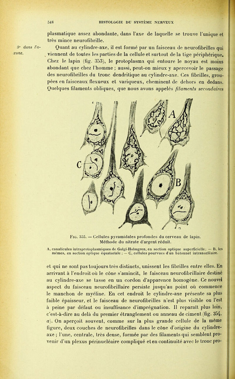 plasmatique assez abondante, dans l'axe de laquelle se trouve l'unique et tres mince neurofibrille. 3° dans I'a- Quant au cylindre-axe, il est forme par un faisceau de neurofibrilles qui one- „ viennent de toutes les parties de la cellule et surtout de la tige pe>ipherique. Chez le lapin (fig. 353), le protoplasraa qui entoure le noyau est moins abondant que chez rhomme ; aussi, peut-on mieux y apercevoir le passage des neurofibrilles du tronc dendritique au cylindre-axe. Ces fibrilles, grou- pies en faisceaux flexueux et variqueux, cheminent de dehors en dedans. Quelques filaments obliques, que nous avons appeles filaments seeondhires Fig. 355. — Cellules pyramidales profondes du cerveau de lapin. Methode du nitrate d'argent reduit. A, canalicules intraprotoplasmiques de Golgi-Holmgren, en section optique superficielle; — B, les memes, en section optique equatoriale ; — C, cellules pourvues d un batonnet intranucleaire. et qui ne sont pas toujours tres distincts, unissent les fibrilles entre elles. En arrivant a l'endroit oil le cone s'amincit, le faisceau neurofibrillaire destine au cylindre-axe se tasse en un cordon d'apparence homogene. Ce nouvel aspect du faisceau neurofibrillaire persiste jusqu'au point oil commence le manchon de myeline. En cet endroit le cylindre-axe presente sa plus faible epaisseur, et le faisceau de neurofibrilles n'est plus visible ou Test & peine par defaut ou insuffisance d'impregnalion. II reparait plus loin, c'est-a-dire au dela du premier etranglement ou anneau de ciment (fig. 354, a). On apercoit souvent, comme sur la plus grande cellule de la meme figure, deux couches de neurofibrilles dans le cdne d'origine du cylindre- axe ; l'une, centrale, tres dense, formee par des filaments qui semblent pro- venir d'un plexus pirinucleaire compliqu6 eten continuity avec le tronc pro-