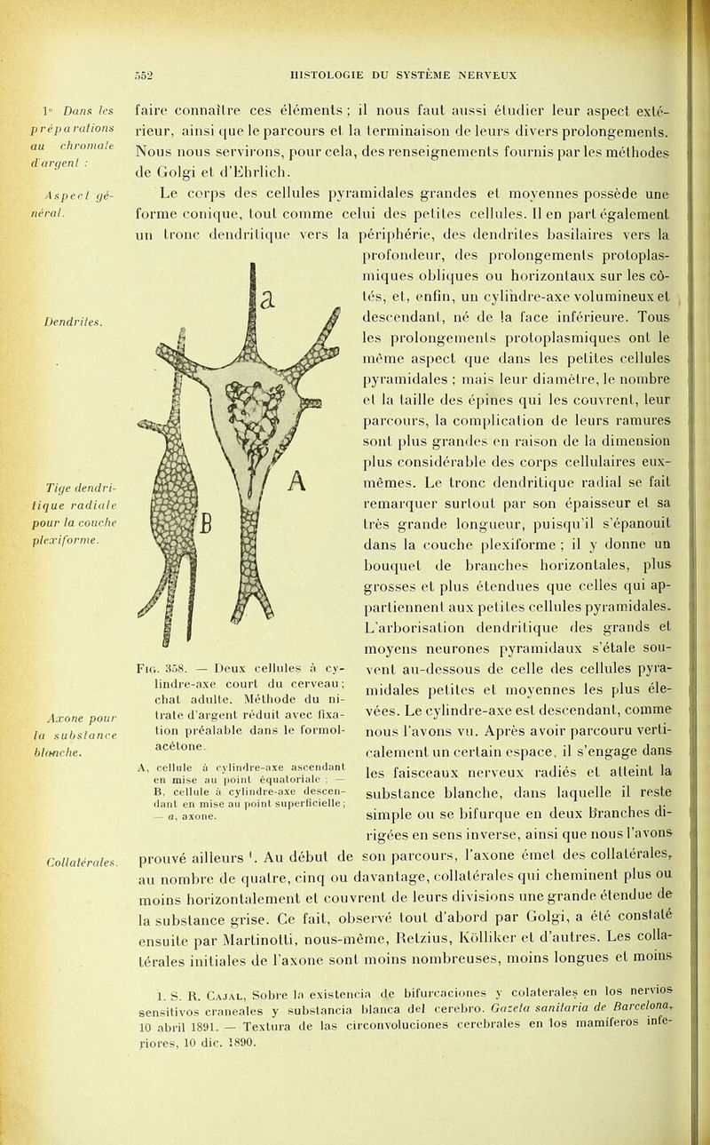 1° Dans les preparations au chromaie d'argent : Aspect ge- neral. Dendrites. Tige dendri- tique radiate pour la couche plexiforme. Axone pour la substance bUmche. Collaterals faire eonnaitre ces elements ; il nous faut aussi etudier leur aspect exte- rieur, ainsi que le parcours et la terminaison de leurs divers prolongements. Nous nous servirons, pour cela, des renseignements founds par les methodes de Golgi et d'Ehrlich. Le corps des cellules pyramidales grandes et moyennes possede une forme conique, tout comme celui des petites cellules. II en part egalement un tronc dendritique vers la peripheric, des dendrites basilaires vers la profondeur, des prolongements protoplas- miques obliques ou horizontaux sur les c6- tes, et, enfin, un cylihdre-axe volumineux et descendant, ne de !a face inferieure. Tous les prolongements protoplasmiques ont le meme aspect que dans les petites cellules pyramidales ; mais leur diametre, le nombre et la taille des epines qui les couvrent, leur parcours, la complication de leurs ramures sont plus grandes en raison de la dimension plus considerable des corps cellulaires eux- mfimes. Le tronc dendritique radial se fait remarquer surlout par son epaisseur et sa tres grande longueur, puisqu'il s'epanouit dans la couche plexiforme ; il y donne un bouquet de branches horizontales, plus grosses et plus etendues que cedes qui ap- partiennent aux petites cellules pyramidales. L'arborisation dendritique des grands et moyens neurones pyramidaux s'etale sou- vent au-dessous de celle des cellules pyra- midales petites et moyennes les plus ele- vees. Le cylindre-axe est descendant, comme nous l'avons vu. Apres avoir parcouru verti- calement un certain espace, il s'engage dans les faisceaux nerveux radies et atteint la substance blanche, dans laquelle il reste simple ou se bifurque en deux Branches di- rigees en sens inverse, ainsi que nous l'avons prouve ailleurs *. Au debut de son parcours, l'axone emet des collaleralesr au nombre de quatre, cinq ou davantage, collaterals qui cheminent plus ou moins horizontalement et couvrent de leurs divisions une grande etendue de la substance grise. Ce fait, observe tout d'abord par Golgi, a ete constate ensuite par Martinotti, nous-meme, Retzius, Kolliker et d'autres. Les colla- terals initiales de l'axone sont moins nombreuses, moins longues et moms Fig. 358. — Deux cellules a cy- lindre-axe court du cerveau; chat adulte. Methode du ni- trate d'argent reduit avec fixa- tion prealable dans le formol- acetone. A, cellule a cylindre-axe ascendant en mise au point equatoriale ; — B, cellule a cylindre-axe descen- dant en mise au point superficielle; — a, axone. 1. S. R. Cajal, Sobre In existencia de bifurcaciones y colaterales en los nervios sensitivos craneales y substancia blanca del cerebro. Gazeta sanitaria de Barcelona, 10 abril 1891. — Textura de las circonvoluciones cerebrales en los mamiferos mfe- riores, 10 die. 1890.