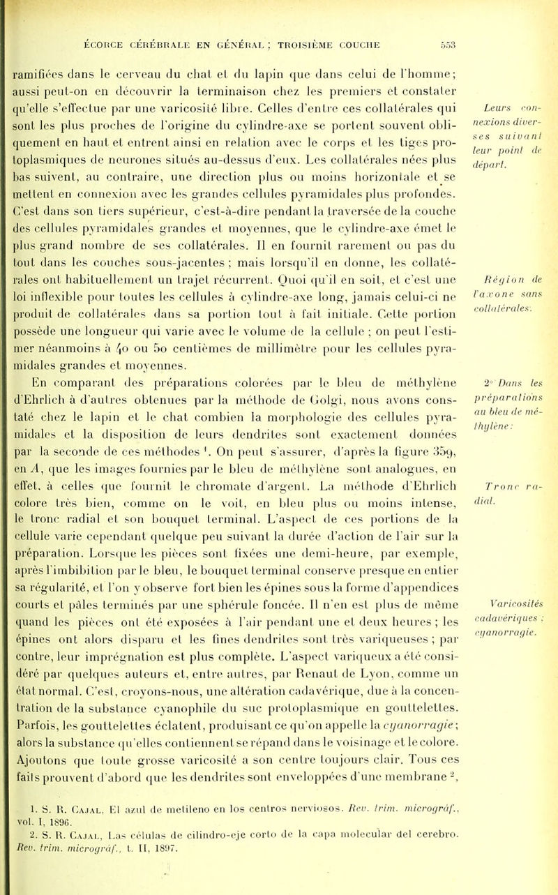 ramifiees dans le cerveau du chat el du lapin que dans celui de l'horame; aussi peut-on en decouvrir la lerminaison chez les premiers et constater qu'elle s'effectue par une varicosite libie. Celles d'entre ces collaterales qui sont les plus proches de l'origine du cylindre-axe se portent souvent obli- quemenl en haut et entrent ainsi en relation avec le eorps et les tiges pro- loplasmiques de neurones situes au-dessus d'eux. Les collaterales nees plus bas suivent, au contraire, une direction plus ou moins horizoniale et se mettent en connexion avec les grandes cellules pyramidales plus profondes. C'est dans son tiers superieur, c'est-a-dire pendant la traversee de la couche des cellules pyramidales grandes et moyennes, que le cylindre-axe emet le plus grand nombre de ses collaterales. II en fournil rarement ou pas du tout dans les couches sous-jacentes ; mais lorsqu'il en donne, les collate- rales out habituellement un trajet recurrent. Quoi qu'il en soit, et c'est une loi inflexible pour toutes les cellules a cylindre-axe long, jamais celui-ci ne produit de collalerales dans sa portion tout a fait initiale. Cette portion possede une longueur qui varie avec le volume de la cellule ; on peut l'esti- mer neanmoins a 4o ou 5o centiemes de millimetre pour les cellules pyra- midales grandes et moyennes. En comparant des preparations colorees par lc bleu de methylene d'Ehrlich a d'aulres obtenues par la methode de Golgi, nous avons cons- tate chez le lapin et le chat combien la morphologie des cellules pyra- midales et la disposition de leurs dendrites sont exactement donnees par la seconde de ces methodes On peut s'assurer, d'apresla figure 35g, en^4, que les images fournies par le bleu de methylene sont analogues, en efl'et. a celles que fournit le chromate d'argent. La methode d'Ehrlich colore tres bien, comme on le voit, en bleu plus ou moins intense, le tronc radial et son bouquet terminal. L'aspecl de ces portions de la cellule varie cependant quelque peu suivant la duree d'action de l'air sur la preparation. Lorsque les pieces sont tixees une demi-heure, par exemple, apres l'imbibilion parle bleu, le bouquet terminal conserve presque enenlier sa regularite, et Ton y observe fort bien les epines sous la forme d'appendices courts el pales termines par une spherule foncee. II n'en est plus de meme quand les pieces ont ete exposees a l'air pendant une et deux heures ; les epines ont alors disparu et les fines dendrites sont tres variqueuses ; par contre, leur impregnation est plus complete. L'aspect variqueux a etc consi- dere par quelques auteurs et, entre autres, par Renaut de Lyon, comme un (Hat normal. C'est, croyons-nous, une alteration cadaverique, due a la concen- tration de la substance cyanophile du sue proloplasmique en gouttelettes. Parfois, les gouttelettes eclatent, produisant ce qu'on appelle la cyanorragie; alors la substance qu'elles contiennent se repand dans le voisinage et le colore. Ajoutons que loute grosse varicosite a son centre toujours clair. Tous ces fails prouvent d'abord que les dendrites sont enveloppees d'unc membrane 2, Leura con- nexions diver- se s suiuanl leur point de depart. R e g i o n de I'ax one sans collaterales. 2°' Dans les preparations au bleu de me- thylene: Tronc ra- dial. Varicosiles cadaueriques : cuanorragie. 1. S. R. Cajal, El azul de metileno en los centros nerviusos. Rev. trim, microgrdf., vol. I, 1896. 2. S. R. Cajal, Las celulas de cilindro-eje corto de la capa molecular del cerebro. Rei'. trim, microgrdf., t. II, 18i>7.