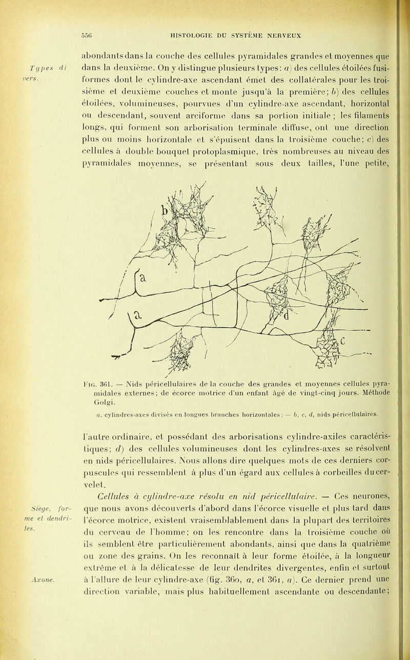 abondantsdans la couche des cellules pyraraidales grandes et moyennes que dans la deuxieme. On y distingue plusieurs types: a) des cellules etoilees fusi- formes dont le cylindre-axe ascendant emet des collaterales pour les troi- sieme et deuxieme couches et monte jusqu'a la premiere; b) des cellules etoilees, volumineuses, pourvues d'un cylindre-axe ascendant, horizontal ou descendant, souvent arciforme dans sa portion initiale ; les filaments longs, qui forment son arborisation terminale diffuse, ont une direction plus ou moins horizontale et s'epuisent dans la troisieme couche; c) des cellules a double bouquet protoplasmique, tres nombreuses au niveau des pyramidales moyennes, se presentant sous deux tallies, l'une petite, Fig. 361. — Nids pericellulaires de la couche des grandes et moyennes cellules pyra- midales externes; de ecorce motrice d'un enfant age de vingt-cinq jours. Methode Golgi. A, cylindres-axes divises en longues branches horizontales; — 6, c, d, nids pericellulaires. 1'autre ordinaire, et possedant des arborisations cylindre-axiles caracteris- tiques; d) des cellules volumineuses dont les cylindres-axes se resolvent en nids pericellulaires. Nous allons dire quelques mots de ces derniers cor- puscules qui ressemblent a plus d'un egard aux cellules a corbeilles ducer- velet. Cellules a cylindre-axe re'solu en nid pe'ricellulaire. — Ces neurones, que nous avons decouverts d'abord dans l'ecorce visuelle et plus tard dans l'6corce motrice, existent vraisemblablement dans la plupart des territoires du cerveau de l'homme; on les rencontre dans la troisieme couche ou ils semblent etre particulierement abondants, ainsi que dans la quatrieme ou zone des grains. On les reconnait a leur forme etoilee, a la longueur extreme et a la delicatesse de leur dendrites divergentes, enfin et surtout a Tallure de leur cylindre-axe (fig. 36o, a, et 36i, a). Ge dernier prend une direction variable, mais plus habituellement ascendante ou descendante; Siege, for- me el dendri- tes. Axone.