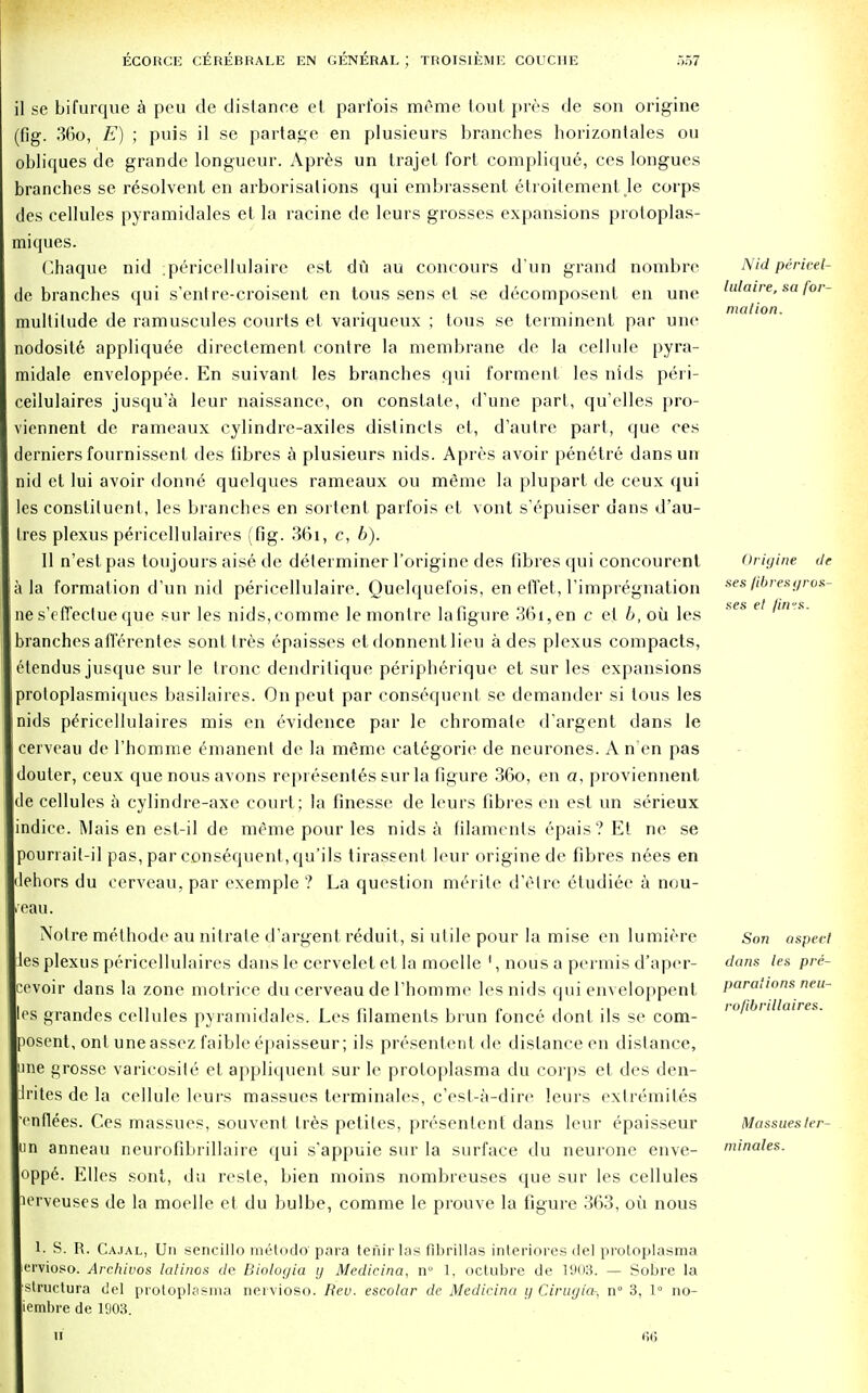 il se bifurque a peu de distance et. parfois mi'me tout pres de son origine (fig. 36o, E) ; puis il se partage en plusieurs branches horizontales ou obliques de grande longueur. Apres un trajel fort complique, ces longues branches se resolvent en arborisations qui embrassent etroitcment le corps des cellules pyramidales et la racine de leurs grosses expansions proloplas- miques. Chaque nid .pericellulaire est du au concours d'un grand nombre de branches qui s'entre-croisent en tous sens et se decomposent en une multitude de ramuscules courts et variqueux ; tous se terminent par une nodosile appliquee directement contre la membrane de la cellule pyra- midale enveloppee. En suivant les branches qui torment les nids peri- ceilulaires jusqu'a leur naissancc, on constate, d'une part, qu'elles pro- viennent de rameaux cylindre-axiles dislincts et, d'autre part, que ces derniers fournissent des fibres a plusieurs nids. Apres avoir penetre dansun nid et lui avoir donne quelques rameaux ou meme la plupart de ceux qui les constituent, les branches en sortent parfois et vont s'epuiser dans d'au- tres plexus periccllulaires (fig. 36i, c, b). 11 n'estpas toujours aise de determiner l'origine des fibres qui concourent la formation d'un nid pericellulaire. Quelquefois, en elTet, ['impregnation ne s'effeclue que sur les nids,comme lemonlre la figure 36i,en c et b, oil les branches afferentes sont Ires epaisses etdonnentlieu a des plexus compacts, etendus jusque sur le tronc dendrilique peripherique et sur les expansions protoplasmiques basilaires. Onpeut par consequent se demander si tous les nids periccllulaires mis en evidence par le chromate d'argent dans le cerveau de l'homme emanent de la meme categoric de neurones. A n en pas douter, ceux que nous avons represents sur la figure 36o, en a, proviennent de cellules a cylindre-axe court; la finesse de leurs fibres en est un serieux indice. Mais en est-il de meme pour les nids a filaments epais? Et ne se poun ait-il pas, par consequent, qu'ils tirassent leur origine de fibres nees en dehors du cerveau, par exemple ? La question merite d'etre etudiee a nou- ireau. Notre method*' au nitrate d'argent reduit, si utile pour la mise en lumiere ies plexus pericellulaires dans le cervelet et la moelle 1, nous a permis d'aper- cevoir dans la zone motrice du cerveau de l'homme les nids qui enveloppent les grandes cellules pyramidales. Les filaments brun fonce dont ils se cora- posent, onl uneassez faiblc epaisseur; ils presentent de distance en distance, une grosse varicosite et appliquent sur le protoplasma du corps et des den- drites de la cellule leurs massues terminales, c'est-a-dire leurs exlremiles cnflees. Ces massues, souvent Ires petites, presentent dans leur epaisseur un anneau neurofibrillaire qui s'appuie sur la surface du neurone enve- oppe. Elles sont, du reste, bien moins nombreuses que sur les cellules icrveuses de la moelle et du bulbe, comme le prouve la figure 363, ou nous Nid pericel- lulaire, sa for- mation. Origine de ses fibres gros- ses et jin°s. Son aspect dans les pre- parations neu- rofibrillaires. Massues ter- minales. 1. S. R. Cajal, Un sencillo metodo para tenirlas fibrillas interiores del protoplasma ervioso. Archivos latinos de Biologia y Medicina, n° 1, octubre de 1903. — Sobre la structura del protoplasma nei vioso. Rev. escolar de Medicina g Cirugia-, n° 3, 1° no- iembre de 1903. •it;