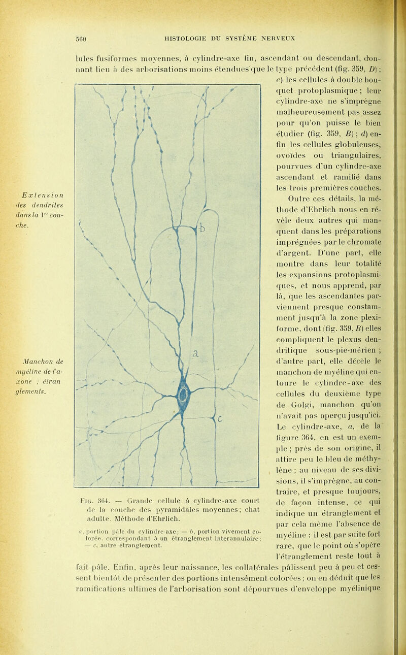 Exlertsion des dendrites dans la lcou- che. Manchon de myeline de I'a- xone : elran glements. lules fusiformes moyennes, a cylindre-axe fin, ascendant ou descendant, don- nant lieu a des arborisations moins Vendues'que le type precedent (fig. 359, D); c) les cellules a double bou- quet protoplasmique; leur cylindre-axe ne s'impregne malheureusement pas assez pour qu'on puisse le bien etudier (fig. 359, B); of) en- fin les cellules globuleuses, ovoi'des ou triangulaires, pourvues d'un cylindre-axe ascendant et ramifie dans les trois premieres couches. Outre ces details, la m6- thode d'Ehrlich nous en v6- vele deux autres qui man- quent dans les preparations impregnees par le cliromate d'argent. D'une part, elle montre dans leur totalite les expansions protoplasmi- ques, et nous apprend, par la, que les ascendantes par- viennent presque constani- ment jusqu'a la zone plexi- forme, dont (fig. 359, B) elles compliquent le plexus den- dritique sous-pie-merien ; d'autre part, elle decele le manchon de myeline qui en- toure le cylindre-axe des cellules du deuxieme type de Golgi, manchon qu'on n'avait pas apergu jusqu'ici. Le cylindre-axe, a, de la figure 364, en est un exem- ple ; pres de son origine, il attire peu le bleu de methy- lene ; au niveau de ses divi- sions, il s'impregne, au con- traire, et presque toujours, de fagon intense, ce qui indique un etranglement et par cela meme l'absence de myeline ; il est par suite fort rare, que le point ou s'opere l'tHranglement reste tout a fait pale. Enfin, apres leur naissance, les collat^rales palissent peu a peu et ces- sent bientot de presenter des portions intense'ment colorees; on en deduit que les ramifications ultimes de l'arborisation sont depourvues d'enveloppe myelinique Fig. 364. — Grande cellule a cylindre-axe court de la couche des pyramidales moyennes; chat adulle. Methode d'Ehrlich. o, portion pale du cylindre-axe; — b, portion vivement co- loree, correspondant a un etranglement interannulaire; — c, autre etranglement.