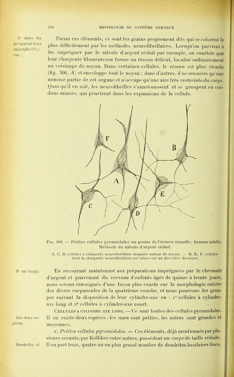 2 dans les preparations neu rofibri! lai- ties ; Parmi ces elements, ce sontles grains propreraent dits qui se colorent le plus difficilemenl par les m^thodes neurofibrillaires. Lorsqu'on parvient a les impregner par le nitrate d'argent reduit par exemple, on constate que leur charpente filamenteuse forme un reseau delicat, localise ordinairement au voisinage du noyau. Dans certaines cellules, le reseau est plus etendu (fig. 366, A) et enveloppe tout le noyau ; dans d'autres, il ne recouvre qu'une minime partie de cet organe et n'occupe qu'une aire tres restreinte.du corps. Ouoi qu'il en soit, les neurofibrilles s'anastornosent et se groupent en cor- dons minces, qui penetrent dans les expansions de la cellule. Fig. 366. — Petites cellules pyramidales ou grains de l'ecorce visuelle; homme adulte. Methode du nitrate d'argent reduit. A, C, D, cellules a charpente neurofibrillaire disposee autour du noyau; — B, E, F, cellules dont la charpente neurofibrillaire est situee sur un des cotes du noyau. 3° au Golgi. Les deux es- peces. Dendrites et En recourant maintenant aux preparations impregnees par le chromate d'argent et provenant du cerveau d'enfants ages de quinze a trente jours, nous serons renseignes d'une facon plus exacte sur la morphologie entiere des divers corpuscules de la quatrieme couche, et nous pourrons les grou- per suivant la disposition de leur cylindre-axe en : i° cellules a cylindre- axe long et 2° cellules a cylindre-axe court. < Cellules a cylindre-axe long.— Ce sont toutesdes cellules pyramidales. II en existe deux especes : les unes sont petites, les autres sont grandes et moyennes. a) Petites cellules pyramidales. — Ces elements, deja mentionnespar plu- sieurs savants, par Kolliker entre autres, possedent un corps de taille reduite. II en part trois, quatre ou un plus grand nombre de dendrites basilaires fines,