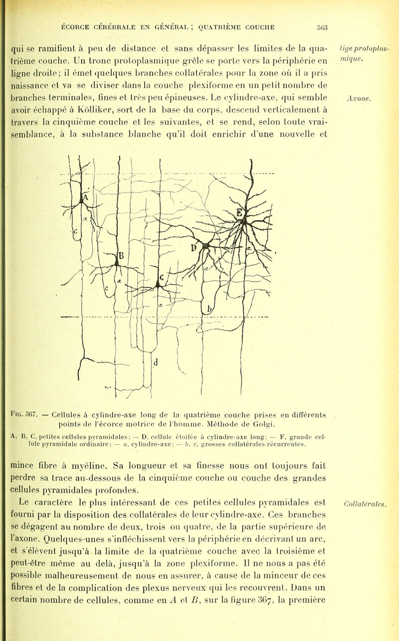 qui se ramifient a peu de distance et sans depasser les limites de la qua- trieme couche. Un tronc proloplasmique grele se porte vers la peripheric en ligne droite; il emetquelques branches collaterales pour la zone oil il a pris naissance et va se diviser dans la couche plexiforme en un petit nombre de branches terminales, fines et tres peu epineuses. Le cylindre-axe, qui semble avoir echappe a Kolliker, sort de la base du corps, descend verticalement a travers la cinquieme couche et les suivantes, et se rend, selon toute vrai- semblance, a la substance blanche qu'il doit enrichir d'une nouvelle et lige protoplas- mique. Axone. Fig. 367. — Cellules a cylindre-axe long de la quatrieme couche prises en differents points de l'6corce motrice de l'homme. Methode de Golgi. A, B, C, petites cellules pyramidales; — D, cellule etoilee a cylindre-axe long; — F, grande cel- lule pyramidale ordinaire; — n, cylindre-axe; — b, c, grosses collaterales recurrentes. mince fibre a myeline. Sa longueur et sa finesse nous out toujours fait perdre sa trace au-dessous de la cinquieme couche ou couche des grandes cellules pyramidales profondes. Le caractere le plus interessant de ces petites cellules pyramidales est fourni par la disposition des collaterales de leur cylindre-axe. Ces branches se degagent au nombre de deux, trois ou quatre, de la partie superieure de l'axone. Ouelques-unes s'inflechissent vers la periph6rie en decrivant un arc, et s'elevent jusqu'a la limite de la quatrieme couche avec la troisieme et peut-etre meme au dela, jusqu'a la zone plexiforme. 11 ne nous a pas ete possible malheureusement de nous en assurer, a cause de la minceur de ces fibres et de la complication des plexus nerveux qui les recouvrent. Dans un certain nombre de cellules, comme en A et 5, sur la figure 367, la premiere Collaterales.