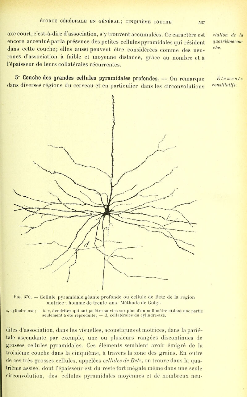 axe court, c'est-a-dire d'association, s'y trouvent accumulees. Ce caractere est riation de la encore accentue parla presence des pelites cellules pyramidales qui resident qualrilmecow- dans cette couche; elles aussi peuvent etre considerees comme des neu- che' rones d'association a faible et moyenne distance, grace au nombre et a l'epaisseur de leurs collaterals recurrentes. 5° Couche des grandes cellules pyramidales profondes. — On remarque Elements dans diverses regions du cerveau et en particulier dans les circonvolutions constitutifs. ;i / ( Fig. 370. — Cellule pyramidale geante profonde on cellule de Betz de la region motrice ; homme de trente ans. Methode de Golgi. a, cylindre-axe; — b, c, dendrites qui ont pu etre suivies sur plus d'un millimetre etdont une partie seulement a ete reproduite; — d, collaterales du cylindre-axe. dites d'association, dans les visuelles, acoustiques et motrices, dans laparie- tale ascendante par exemple, une ou plusieurs rangees discontinues de grosses cellules pyramidales. Ces elements semblent avoir emigre de la troisieme couche dans la cinquieme, a travers la zone des grains. En outre de ces tres grosses cellules, appelees cellules de Bel:, on trouve dans la qua- trieme assise, dont l'epaisseur est du reste fort inegale memedans une seule circonvolution, des cellules pyramidales moyennes et de nombreux neu-