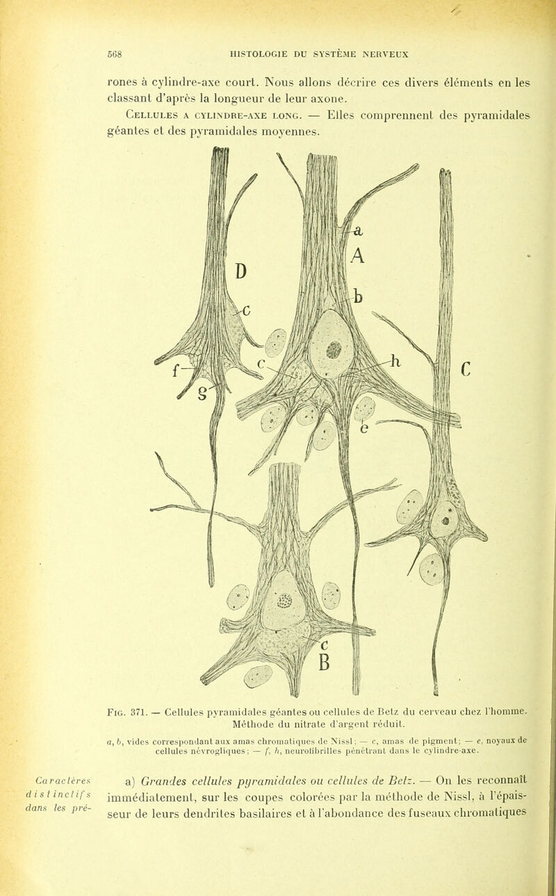 rones a cylindre-axe court. Nous allons decrire ces divers Elements en les classant d'apres la longueur de leur axone. Cellules a cylindre-axe long. — Elles comprennent des pyramidales geantes et des pyramidales moyennes. Fig. 371. — Cellules pyramidales geantes ou cellules de Betz du cerveau chez l'homme. Methode du nitrate d'argent reduit. a, b, vides corres'pondant aux amas chromatiques de Nissl; — c, amas de pigment; — e, noyaus de cellules nevrogliques; — f, h, aeurolibrilles penetrant dans le cylindre-axe. Caracteres distinciifs dans les pri- a) Grandes cellules pyramidales ou cellules de Belz. — On les reconnalt immediatement, sur les coupes colorees par la melhode de Nissl, a l'epais- seur de leurs dendrites basilaires et a Tabondance des fuseaux chromatiques