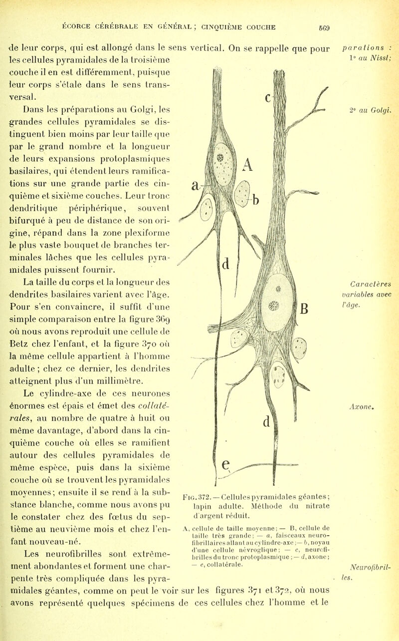 de leur corps, qui est allonge dans le sens vertical. On se rappelle que pour les cellules pyramidales de la troisieme coucheil en est differemment, puisque leur corps s'etale dans le sens trans- versal. Dans les preparations au Golgi, les grandes cellules pyramidales se dis- tinguent bien raoins par leur tailie cpie par le grand nombre et la longueur de leurs expansions protoplasmiques basilaires, qui etendent leurs ramifica- tions sur une grande partie des cin- quieme et sixieme couches. Leur tronc dendritique peripherique, sou-vent bifurque a peu de distance de son ori- gine, repand dans la zone plexiforme le plus vaste bouquet de branches ter- minales laches que les cellules pyra- midales puissent fournir. La taille du corps et la longueur des dendrites basilaires varient avec l'age. Pour s'en convaincre, il suffit d'une simple comparaison entre la figure 369 oil nous avons reproduit une cellule de Betz chez I'enfant, et la figure 370 ou la raeme cellule appartient a l'homme adulte; chez ce dernier, les dendrites atteignent plus d'un millimetre. Le cylindre-axe de ces neurones enormes est epais et emet des collate- rales, au nombre de quatre a huit ou meme davantage, d'abord dans la cin- quieme couche ou elles se ramifient autour des cellules pyramidales de meme espece, puis dans la sixieme couche oil se trouvent les pyramidales moyennes; ensuite il se rend a la sub- stance blanche, comme nous avons pu le constater chez des foetus du sep- tieme au neuvieme mois et chez 1'en- fant nouveau-ne. Les neurofibrilles sont extreme- ment abondantes et forment une char- pente tres compliqu(5e dans les pyra- midales gcantes, comme on peut le voir sur les figures 371 et.372, ou nous avons represents quelques specimens de ces cellules chez l'homme et le Fig. 372. — Cellules pyramidales geantes; lapin adulte. Melhode du nitrate d'argent reduit. A, cellule de taille moyenne; — B, cellule de la i I le tres grande; — a, faisceaux neuro- fibrillairesallantau cylindre-axe;— b, noyau d'une cellule nevroglique; — c, neurofi- brilles du tronc protoplasmique ; — d, axone; — e, collaterale. parations : 1° au Nissl; 2° au Golgi. Caracteres variables avec I'dae. Axone. Neurofibril- les.