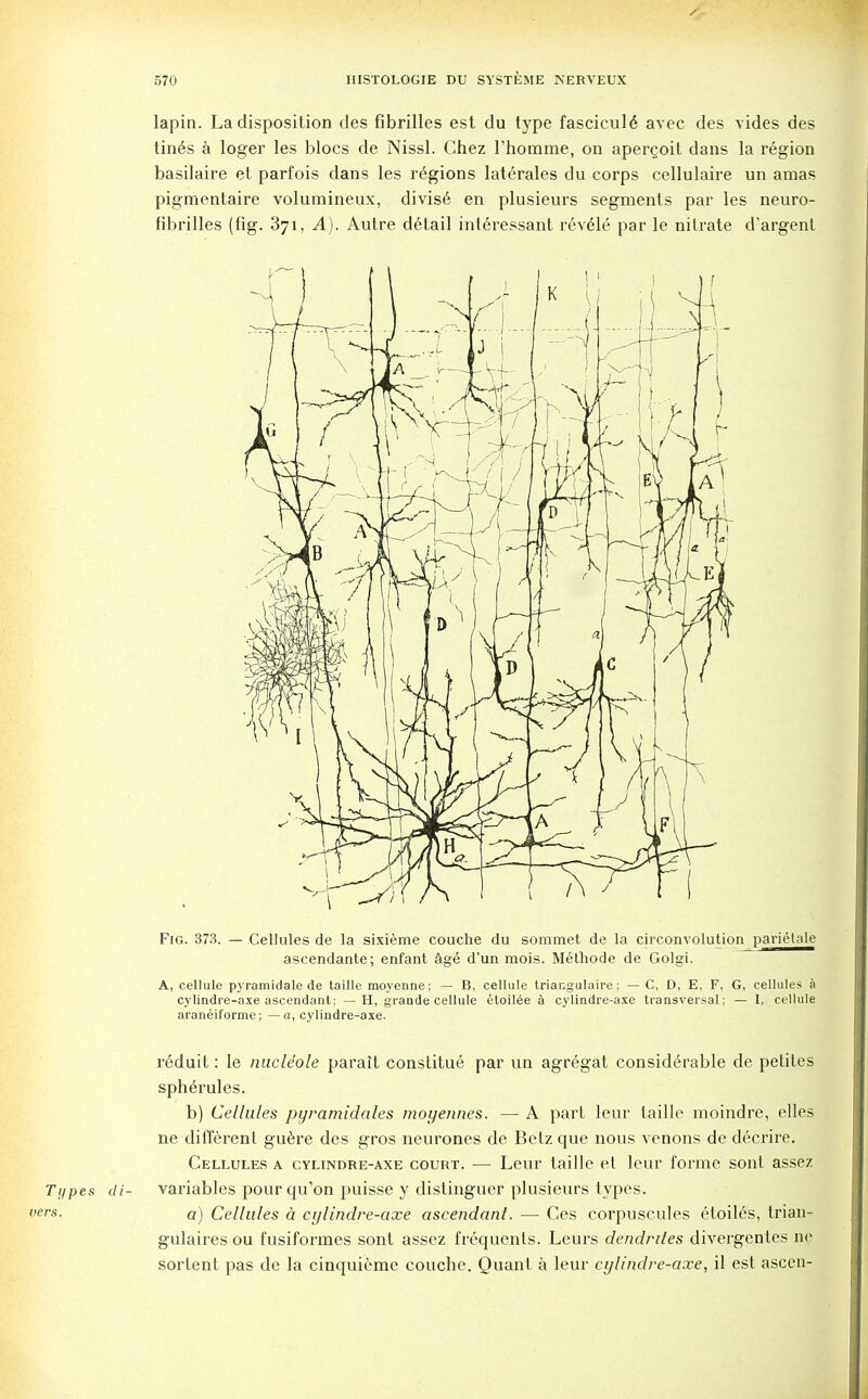 lapin. La disposition des fibrilles est du type fasciculd avec des vides des tin6s a loger les blocs de Nissl. Chez 1'homme, on apergoit dans la region basilaire et parfois dans les regions laterales du corps cellulaire un amas pigmentaire volumineux, divise en plusieurs segments par les neuro- fibrilles (tig. 371, A). Autre detail interessant rev61e par le nitrate d'argent ascendante; enfant age d'un mois. Methode de Golgi. A, cellule pyramidale de taille moyenne; — B, cellule triacgulaire; — C, D, E, F, G, cellules a cylindre-axe ascendant; —H, grande cellule etoilee a cylindre-axe transversal; — I, cellule araneiforme; — a, cylindre-axe. reduit: le nucle'ole parait constitue par un agregat considerable de petites spherules. b) Cellules pyramidales moyennes. — A part leur taille moindre, elles ne different guere des gros neurones de Betz que nous venons de decrire. Cellules a cylindre-axe court. — Leur taille et leur forme sonf assez Types di- variables pourqu'on puisse y distinguer plusieurs types. vers- a) Cellules a cylindre-axe ascendant. — Ces corpuscules etoiles, trian- gulaires ou fusiformes sont assez frequents. Leurs dendrites divergentes ne sortent pas de la cinquieme couche. Quant a leur cylindre-axe, il est ascen-