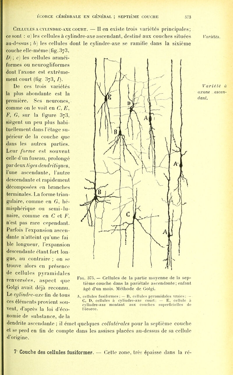 Cellules a cylindre-axe court. — II en existe trois variet^s principales; ce sonl : a) les cellules a cylindre-axe ascendant, destine aux couches situ^es au-dessus; b) les cellules dont le cylindre-axe se ramifie dans la sixieme couche elle-meme (fig. 3j3, D); c) les cellules aranel- formes ou neurogliformes dont l'axone est extreme- raent court (fig. 373, /). De ces trois varietes la plus abondante est la premiere. Ses neurones, comrae on le voit en C, E, F, G, sur la figure 373, siegent un peu plus habi- tuellement dans Tetage su- perieur de la couche que dans les autres parties. Leur forme est sou vent, celle d'un fuseau, prolonge par deux tiges dendritiques, Tune ascendante, l'autre descendante et rapidement decomposers en branches terminales. La forme trian- gulaire, comme en G, he- mispherique ou semi-lu- naire, comme en C et F, n'est pas rare cependant. Parfois Texpansion ascen- dante n'atteint qu'une fai ble longueur, 1'expansion descendante elant fort Ion gue, au contraire ; on se trouve alors en presence de cellules pyramidales renvers<5es, aspect que Golgi avait deja reconnu. Le cylindre-axe fin de tous ces elements provient sou- vent, d'apres la loi d'eco- nomie de substance, de la dendrite ascendante ; il £metquelques collaterales pour la septieme couche et se perd en fin de compte dans les assises placees au-dessus de sa cellule d'origine. Variilis. Fig. 375. — Cellules de la partie moyenne de la sep- tieme couche dans la parietale ascendante; enfant age d'un mois. Methode de Golgi. A, cellules fusiformes; — B, cellules pyramidales vraies; — C, D, cellules a cylindre-axe court; — E, cellule a cylindre-axe montant aux couches superficielles de l'ecorce. Variili a axone ascen- dant. 7 Couche des cellules fusiformes. — Gette zone, tres 6paisse dans la re*-