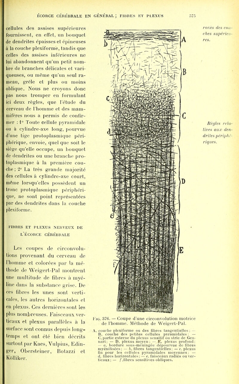 cellules des assises superieures fournissent, en effet, un bouquet de dendrites epaisses et epineuses a la couche plexiform'e, tandis que celles des assises inf6rieur.es ne lui abandonnent qu'un petit nom- bre de brandies delicates et vari- queuses, ou meme qu'un seul ra- meau, grele et plus ou moins oblique. Nous ne croyons done pas nous tromper en formulant ici deux regies, que l'etude du cerveau de l'horarae et des mam- miferes nous a permis de confir- mer : 1° Toute cellule pyramidale ou a cylindre-axe long, pourvue d'une tige protoplasmique peri- pherique, envoie, quel que soit le siege qu'elle occupe, un bouquet de dendrites ou une branche pro- toplasmique a la premiere cou- che ; 2° La tres grande majorite des cellules a cylindre-axe court, mSme lorsqu'elles possedent un tronc protoplasmique peripheri- que, ne sont point representees par des dendrites dans la couche plexi forme. FIBRES ET PLEXUS NERVEUX DE l'eCORCE CEREBRALE Les coupes de circonvolu- tions provenant du cerveau de riiomme et colorees par la me- thode de Weigert-Pal montrent une multitude de fibres a mye- line dans la substance grise. De ees fibres les unes sonl verti- goes, les autres horizontales el en plexus. Ces dernieres sont les plus nombreuses. Faisceaux ver- ticaux et plexus paralleles a la surface sont connus depuis long- temps et out ete bien decrits surtoutpar Kaes, Vulpius, Edin- gor, Obersteiner, Botazzi ct Eolliker. rones des con- 1'ig. 376. — Coupe d'une circonvolution motrice de l'homme. Methode de Weigerl-Pal. A, couche plexiforme ou des fibres tangentielles ; — B, couche des petiles cellules pyramidales; — C, partie externe du plexus sensitif ou strie de Gen- nari; — D, plexus moyen ; — E, plexus profond; — a, bordure sous-meningee depourvue de fibres myenilisees; — b, fibres tangentielles; — c. plexus fin pour les cellules pyramidales moyennes; — ci, fibres horizontales; — e, faisceaux radies ou ver- ticaux; — /\libres sensitives obliques.