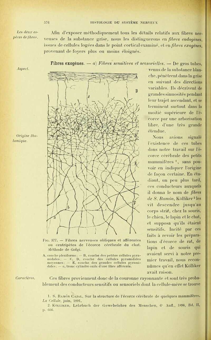 Les deux es- Afin d'exposer methodiquement tous les details relatifs aux fibres ner- peces de fibres. veuses fie ]a substance grise, nous les distinguerons en fibres endogenes, issues de cellules logees dans le point cortical examine, et en fibres exogenes, provenant de foyers plus ou moins eloignes. Aspect. Origine tha- lamique. Caracteres. Fibres exogenes. — a) Fibres sensitives et sensorielles. — De gros tubes, venus de la substance blan- che, penetrent dans la grise en suivant des directions variables. lis decrivent de grandes sinuosites pendant leur trajet ascendant, et se terminent surtout dans la moitie superieure de I'e- corce par une arborisation libre, d'une tres grande etendue. Nous avions signale l'existence de ces tubes dans noire travail sur l'e- corce cerebrale des petils mammiferes 1, sans pou- voir en indiquer Torigine de facon certaine. En etu- diant, un peu plus tard, ces conducteurs auxquels il donna le nom de fibres de S. Ramon, Kolliker2 les vit descendre jusqu'au corps strie, chez la souris, le chien, le lapin et le chat, et supposa qu'ils etaient sensitifs. Incite par ces fails a revoir les prepara- tions d'ecorce de rat, de lapin et de souris qui avaient servi a notre pre- mier Iravail, nous recon- numes qu'en effet Kolliker avail raison. Ces fibres proviennent done de la couronne rayonnante et sont tres proba- blement des conducteurs sensitifs ou sensoriels dont la cellule-mere se trouve Fig. 377. — Fibres nei veuses obliques et afferenles ou centripetes de l'ecorce cerebrale du chat. Methode de Golgi. A, couche plexiforrae; — B, couche des petiles cellules pyra- midales; — C, D, couche des cellules pyramidales moyennes; — E, couche des grandes cellules pyrami- dales; — a, tronc cylindre-axile d'une fibre aff'erente. 1. S. Ramon Cajal, Sur la structure de l'dcoree cerebrale de quelques mammiferes. La Cellule, juin, 1891. 2. Kolliker, Lehrburh der Gewebelehre des Menschen, 6C Aufl., 1896, Bd. II, p. 666.