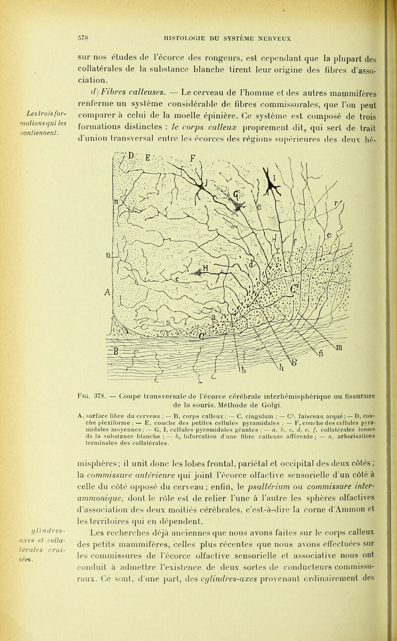 Les trois for- mations qui les conliennenl. sur nos etudes de l'ecorce des rongeurs, est cependant que la plupart des collaterales de la substance blanche tirent leur origine des fibres d'asso- ciation. d) Fibres calleuses. — Le cerveau de l'homme et des autres marnmiferes renferme un systeme considerable de fibres commissurales, que Ton peut comparer a celui de la moelle epiniere. Ce systeme est compose de trois formations distinctes : le corps calleux proprement dit, qui sert de trait d'union transversal entre les ecorces des regions superieures des deux he- Fig. 378. — Coupe transversale de Tecorce cerebrale interhemispherique ou fissuraire de la souris. Methode de Golgi. A, surface libre du cerveau ; — B, corps calleux ; — C, cingulum ; — C2, faisceau arque; — D, cou- che plexiforme ;— E, couche des petitcs cellules pyramidales ; — F, couche des cellules pyra- midales moyennes; — G, I, cellules pyramidales geantes ; — a, b, c, d, e, f, collaterales issues de la substance blancbe ; — h, bifurcation d'une fibre calleuse afTerente ; — n, arborisations lerminales des collaterales. ylindres- axes et colla- terales croi- sees. mispheres ; il unit done les lobes frontal, parietal et occipital des deux cotes ; la commissure ante'rieure qui joint l'ecorce olfactive sensorielle d'un c6te a celle du cote oppose du cerveau; enfin, le psalterium ou commissure inter- ammonique, dont le role est de relier Tune a l'autre les spheres olfaclives dissociation des deux moities cerebrates, e'est-a-dire la corne d'Aramon et les territoires qui en dependent. Les recherches deja anciennes que nous avons faites sur le corps calleux des petits marnmiferes, celles plus recentes que nous avons eU'ectuees sur les commissures de l'ecorce olfactive sensorielle et associative nous ont conduit a admettrc 1'existence de deux sortes de conducteurs commissu- raux. Ce sont, d'une part, des cylindres-axes provenant ordinairement des