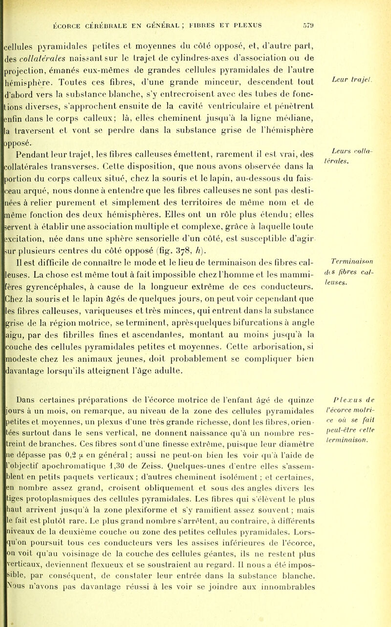 cellules pyramidales petites el moyennes du cole oppose, et, d'aut're part, des collale'rales naissantsur le trajet de cylihdres-axes dissociation ou de projection, emane\s eux-memes de grandes cellules pyramidales de l'aulre hemisphere. Toutes ces fibres, d'une grande minceur, descendent tout d'abord vers la substance blanche, s'y entrecroisent avec des tubes de fonc- tions diverses, s'approchent ensuite de la cavite ventriculaire et penetrent enfin dans le corps calleux; la, elles cheminent jusqu'a la ligne mediane, la traversent et vont so perdre dans la substance grise de l'hemisphere oppose. Pendant leur trajet, les fibres calleuses emeltent, rarement il est vrai, des collaterales transverses. Cette disposition, que nous avons observee dans la portion du corps calleux situe, chez la souris et lelapin, au-dessous du fais- eau arque, nous donne a entendre que les fibres calleuses ne sont. pas desti- nies a relier purement et simplement des territoires de m6me nom et de meme fonction des deux hemispheres. Elles ont un rdle plus etendu; elles ervent a etablir une association multiple et complexe, grace a laquelle loute excitation, nee dans une sphere sensorielle d'un cdte, est susceptible d'agir ur plusieurs centres du c6te oppose (fig. 378, h). II est difficile de connaitre le mode et le lieu de tenninaison des fibres cal- leuses. La chose est meme tout a fait impossible chez rhomme et les raarami- feres gyrenc6phales, a cause de la longueur exti'eme de ces conducteurs. Chez la souris et le lapin ages de quelques jours, on peut voir cependant que les fibres calleuses, variqueuses et tres minces, qui entrent dans la substance grise de la region motrice, seterminent, apresquelques bifurcations a angle aigu, par des fibrilles fines et ascendanles, montant au moins jusqu'a la couche des cellules pyramidales petites et moyennes. Cette arborisation, si modeste chez les animaux jeunes, doit probablemcnt se compliquer bien davanlage lorsqu'ils alteignent I'age adulte. Dans certaines preparations de lVScorce motrice de l'enfant age de quinze jours a un mois, on remarque, au niveau de la zone des cellules pyramidales petites et moyennes, un plexus d'une tres grande richesse, dont les fibres, orien- Wes surtout dans le sens vertical, ne donnent naissance qu'a un nombre res- traint de branches. Ces fibres sont d'une finesse extreme, puiscjue leur diametre ne depasse pas 0,2 [x en general; aussi ne peut-on bien les voir qu a l'aide de t'objectif apochromatique 1,30 de Zeiss. Quelques-unes d'entre elles s'assem- blent en petits paquets verticaux ; d'autres cheminent isol6ment; et certaines, ^n nombre assez grand, croisent obliquement et sous des angles divers les tiges protoplasmiques des cellules pyramidales. Les fibres qui s'elevent le plus haut arrivent jusqu'a la zone plexit'orme et s'y ramitient assez souvent; mais le fait est plutOt rare. Le plus grand nombre s'arretent, au contraire, a differents niveaux de la deuxieme couche ou zone des petites cellules pyramidales. Lors- qu'on poursuit tous ces conducteurs vers les assises inferieures de l'ecorce, on voit qu'au voisinage de la couche des cellules geantes, ils ne restent plus verticaux, deviennent llexueux et se soustraient au regard. II nous a ete impos- sible, par consequent, de constater leur entree dans la substance blanche. Nous n'avons pas davantage reussi a les voir se joindre aux innombrables Leur trajel. Leurs colla- lerales. Terfninaison dts fibres cal- leuses. Plexus de l'ecorce motri- ce oil se fail peut-etre celte tenninaison.