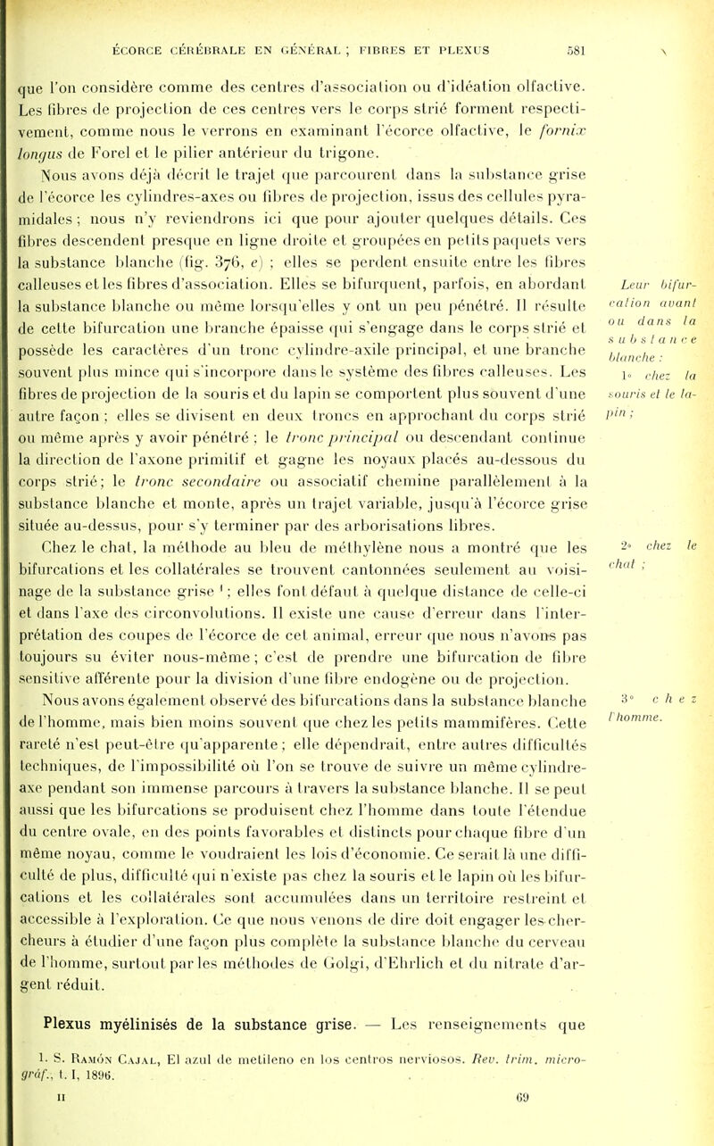 que Ton considere comme des centres d'association ou dlideation olfactive. Les fibres de projection de ces centres vers le corps strie forment respecti- vemcnt, comme nous le verrons en examinant l'ecorce olfactive, le fornix longus de Forel et le pilier anterieur du trigone. Nous avons deja decrit le trajet que parcourent dans la substance grise de l'ecorce les cylindres-axes ou fibres de projection, issus des cellules pyra- midales ; nous n'y reviendrons ici que pour ajouter quelques details. Ces fibres descendent presque en ligne droite et groupeesen pelits paquets vers la substance blanche (fig. 376, e) ; elles se perdent ensuite entre les fibres calleuses et les fibres d'association. Elles se bifurquent, parfois, en abordant la substance blanche ou meme lorsqu'elles y ont un peu p6n6tre. II resulte de cette bifurcation une branche 6paisse qui s'engage dans le corps strie et possede les caracteres d'un tronc cylindre-axile principal, et une branche souvent plus mince qui s'incorpore dans le systeme des fibres calleuses. Les fibres de projection de la souris et du lapin se comportent plus souvent d'une autre faQon ; elles se divisent en deux trones en approchant du corps strie ou meme apres y avoir penetre ; le tronc principal ou descendant continue la direction de l'axone primilif et gagne les noyaux places au-dessous du corps strie; le tronc secondaire ou associatif chemine parallelemenl a la substance blanche et monte, apres un trajet variable, jusqu'a l'ecorce grise situee au-dessus, pour s'y terminer par des arborisations fibres. Chez le chat, la methode au bleu de methylene nous a montre que les bifurcations et les collaterals se trouvent cantonnees seulement au voisi- nage de la substance grise 1; elles font defaut a quel que distance de celle-ci et dans l'axe des circonvolutions. II existe une cause d'erreur dans l'inler- pretation des coupes de l'ecorce de cet animal, erreur que nous n'avons pas toujours su 6viter nous-meme; e'est de prendre une bifurcation de fibre sensitive afferenfe pour la division d'une fibre endogene ou de projection. Nous avons egalement observe des bifurcations dans la substance blanche de l'homme, mais bien moins souvent que chezles petits mammiferes. Cette rarete n'est peut-etre qu'apparente; elle dependrait, entre autres difficultes techniques, de 1'impossibilite ou Ton se trouve de suivre un m^me cylindre- axe pendant son immense parcours a travers la substance blanche. II se peu I aussi que les bifurcations se produisent chez l'homme dans toute l'etendue du centre ovale, en des points favorables et distincts pourchaque fibre d'un meme noyau, comme le voudraient les lois d'economie. Ce serait la une difti- culte de plus, difficulte qui n'existe pas chez la souris et le lapm oil les bifur- cations et les collateralcs sont accumulees dans un territoire restreint et accessible a Pexploration. Ce que nous venons de dire doit engager les cher- cheurs a eludier d'une fa<;on plus complete la substance blanche du cerveau de riiomme, surtout par les methodes de Colgi, d'Ehrlich et du nitrate d'ar- genf r^duit. Plexus myelinises de la substance grise. — Les renseignemcnts que 1. S. Ramon Cajal, El azul de metileno en los eentros nerviosos. Rev. trim, micro- gruf., t. I, 18%. 11 69 Lew bifur- cation uvanl ou dans la substance blanche : 1» chez la souris et le la- pin ; 2» chat chez le 3° c h l'homme.