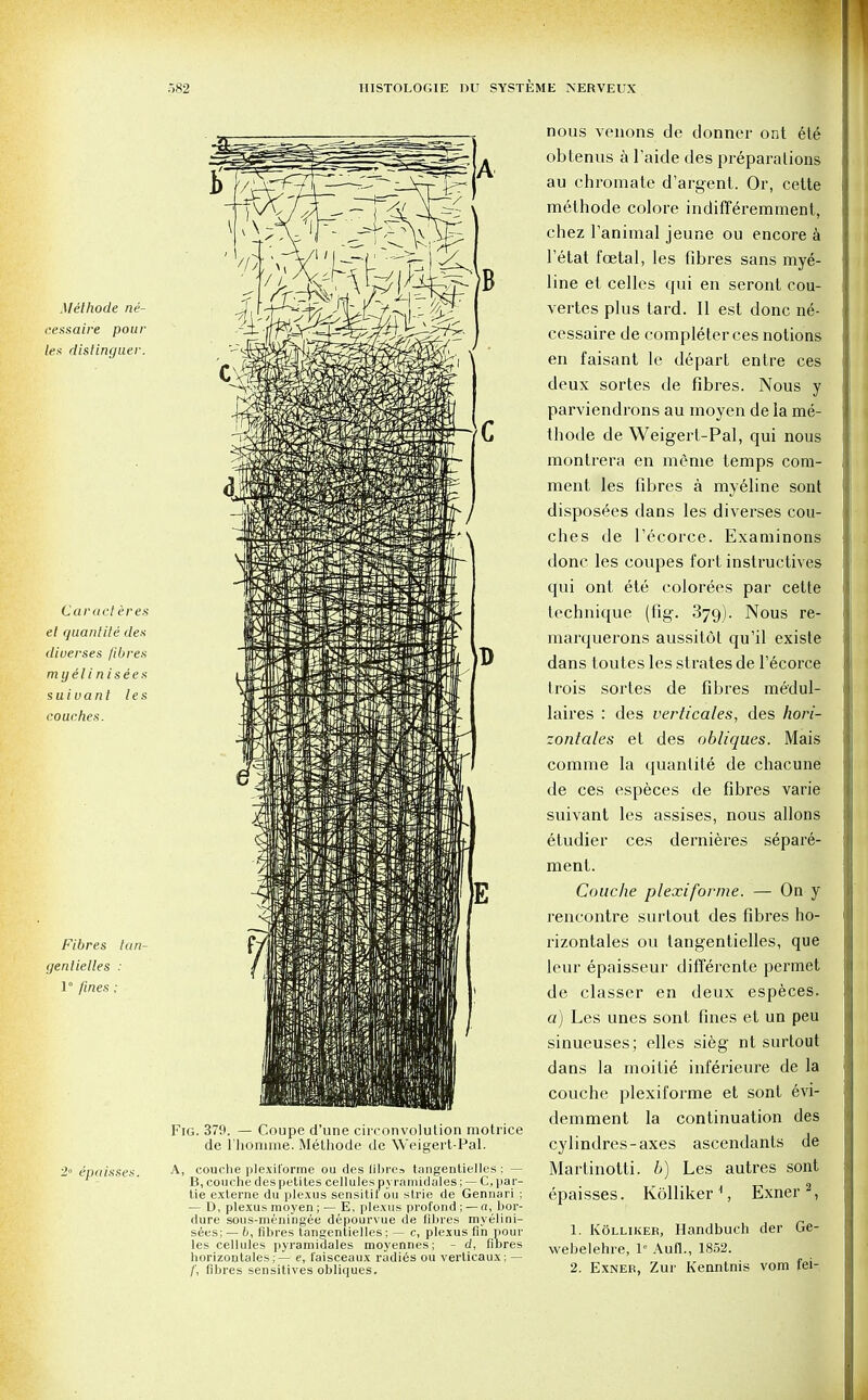 Melhode ne- cessaire pour- lex dislinguer. Caracteres el quantite den diverses fibres myelinisees suiuant les couches. Fibres tan- genlielles : 1° fines; B Fig. 379. — Coupe d'une circonvolulion motrice de l'homme. Methode de Weigert-Pal. 2° epaisses. A, couche plexiforme ou des fibres tangentielles ; — B, couche despetites cellules pyramidales; — C, par- tie externe du plexus sensitil 6u slrie de Gennari ; — D, plexus moyen; — E, plexus profond; — a, bor- dure sous-meningee depourvue de fibres myelini- sees; — b, fibres tangentielles; — c, plexus fin pour les cellules pyramidales moyennes; - d, fibres horizontals;— e, faisceaux radies ou verticaux; — /', fibres sensitives obliques. nous venons de donner ont et6 obtenus a l'aide des preparations au chromate d'argent. Or, cette melhode colore indifferemment, chez Tanimal jeune ou encore a Tetat foetal, les fibres sans mye- line et celles qui en seront cou- vertes plus tard. II est done ne- cessaire de completer ces notions en faisant le depart entre ces deux sortes de fibres. Nous y parviendrons au moyen de la me- tliode de Weigert-Pal, qui nous montrera en meme temps com- ment les fibres a myeline sont disposers dans les diverses cou- ches de l'ecorce. Examinons done les coupes fort instructives qui ont ete color6es par cette technique (fig. 379). Nous re- marquerons aussitot qu'il existe dans toutes les strates de l'ecorce trois sortes de fibres medul- laires : des verticales, des hori- zontales et des obliques. Mais comme la quantite de chacune de ces especes de fibres varie suivant les assises, nous allons etudier ces dernieres separe- ment. Couche plexiforme. — On y rencontre surtout des fibres ho- rizontales ou tangentielles, que leur epaisseur differente permet de classer en deux especes. a) Les unes sont fines et un peu sinueuses; elles sieg nt surtout dans la moitie inferieure de la couche plexiforme et sont evi- demment la continuation des cylindres-axes ascendants de Martinotti. b) Les autres sont epaisses. Kolliker 1, Exner 2, 1. Kolliker, Handbuch der Ge- webelehre, 1 Aufl., 1852. 2. Exner, Zur Kenntnis vom fei-