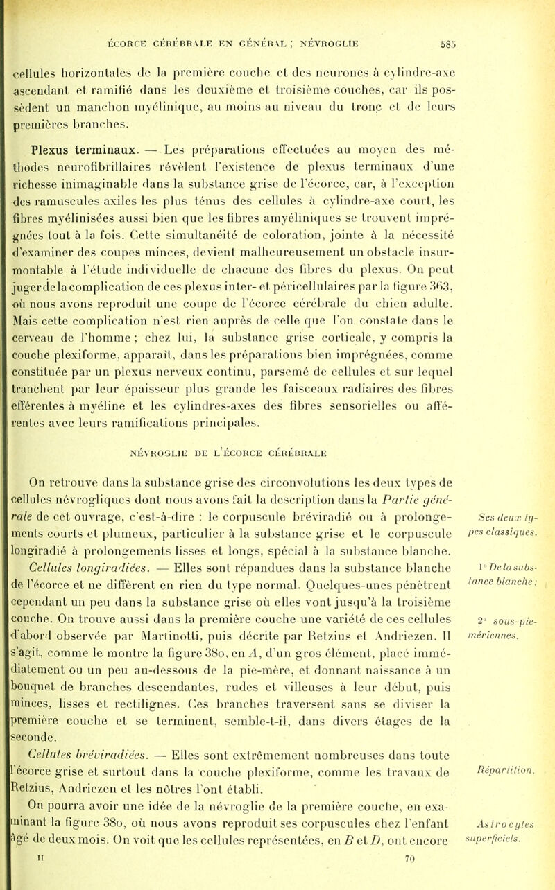 cellules horizontales de la premiere couche et des neurones a cylindre-axe ascendant et ramifie dans les deuxieme et troisieme couches, car ils pos- sedent un manchon myelinique, au moins au niveau du tronc et de leurs premieres branches. Plexus terminaux. — Les preparations effectuees au moyen des m6- thodes neurofibrillaires revelent l'existence de plexus terminaux d'une richesse inimaginable dans la substance grise de l'ecorce, car, a l'exception des ramuscules axiles les plus tenus des cellules a cylindre-axe court, les fibres myelinisees aussi bien que les fibres amyeliniques se trouvent impre- gnees tout a la fois. Cette simultaneil6 de coloration, joinle a la necessite I'examiner des coupes minces, devient malheureusement. un obstacle insur- montable a l'etude individuelle de chacune des fibres du plexus. On peut jugerdela complication de ces plexus inter- et pericellulaires par la figure 363, oil nous avons reproduit une coupe de l'ecorce cerebrale du chien adulte. Mais cette complication n'est rien aupres de celle que Ton constate dans le cerveau de l'homme ; chez lui, la substance grise corticale, y compris la couche plexiforme, apparait, dans les preparations bien impregnees, comme constitute par un plexus nerveux continu, parsem6 de cellules et sur lequel tranchent par leur epaisseur plus grande les faisceaux radiaires des fibres efferentes a myeline et les cylindres-axes des fibres sensorielles ou affe- renles avec leurs ramifications prineipales. NEVROGLIE DE l'ECORCE CEREBRALE On retrouve dans la substance grise des circonvolutions les deux types de cellules n6vrogliques dont nous avons fait la description dans la Partie gene- rale de cet ouvrage, e'est-a-dire : le corpuscule brtviradie ou a prolonge- ments courts et plumeux, parliculier a la substance grise et le corpuscule longiradie a prolongements lisses et longs, special a la substance blanche. Cellules longiradiees. — Elles sont repandues dans la substance blanche de l'ecorce et ne different en rien du type normal. Ouelques-unes penetrent cependant un pen dans la substance grise ou elles vont jusqu'a la troisieme couche. On trouve aussi dans la premiere couche une variete de ces cellules d'abord observee par Marlinotti, puis decrite par Retzius et Andriezen. II s'agit, comme le montre la figure 38o, en A, d'un gros element, place imme- diatement ou un peu au-dessous de la pie-mere, et donnant naissance a un bouquet de branches descendantes, rudes et villeuses a leur debut, puis minces, lisses et rectilignes. Ces branches traversent sans se diviser la premiere couche et se terminent, semble-t-il, dans divers etages de la seconde. Cellules breviradiees. — Elles sont extrtmement nombreuses dans toute l'ecorce grise et surtout dans la couche plexiforme, comme les travaux de Relzius, Andriezen et les notres l'ont etabli. On pourra avoir une idee de la n6vroglie de la premiere couche, en exa- minant la figure 38o, oil nous avons reproduit ses corpuscules ehez l'enfant age de deux mois. On voit que les cellules representees, en B et D, ont encore  70 Ses deux ty- pes classiques. 1° De la subs- tance blanche; 2° sous-pie- meriennes. Repartition. Astrocytes superficiels.