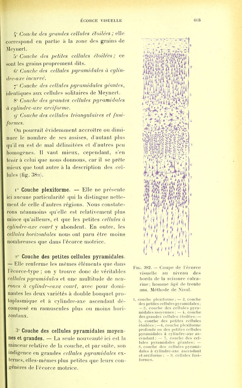 \ Couche des grandes cellules etoilees ; elle correspond en partie a la zone des grains de Meynert. 5° Couche des petites cellules eloile'es ; ce sont les grains proprement dits. 6° Couche des cellules pyramidales a cylin- dre-axe incurve. 7° Couche des cellules pyramidales ge'antes, jidentiques aux cellules solitaires de Meynert. 8° Couche des grandes cellules pyramidales a cylindre-axe arciforme. 9° Couche des cellules Iriangulaires el fusi- formes. On pourrait evidemment accroitre ou dimi- nuer le nombre de ses assises, daulant plus qu'il en est de mal dedimitees el d'autres pen liomogenes. II vaut mieux, cependant, s'en teiur a eclui que nous donnons, ear il se prele mieux que tout autre a la description des cel- lules (fig. 382). i Couche plexiforme. — Elle ne presente ici aucune particularite qui la distingue nette- menl de celle d'autres regions. Nous constate- rons neanmoins qu'elle est relativement plus mince qu'ailleurs, el que les petites cellules a cylindre-axe court y abondenl. En outre, les cellules horizonlales nous ont paru etre rnoins nombreuses que dans l'6corce motrice. 2° Couche des petites cellules pyramidales. — Elle renferme les memes elements que dans l'ecorce-type ; on y trouve done de veritables cellules pyramidales et uhe multitude de neu- rones a cylindr-eaxe court, avec pour domi- nanles les deux varietes a double bouquet pro- toplasmique et a cylindre-axe ascendant de- compose en ramuscules plus ou moins hori- zontaux. 3 Couche des cellules pyramidales moyen- nes et grandes. — La seule nouveaute ici est la minceur relative de la couche, et par suite, son indigence en grandes cellules pyramidales ex- terncs, elles-memes plus petites que leurs con- i>eneres de l'ecorce motrice. Fig. 382. — Coupe de l'ecorce visuelle au niveau des bonis de la scissure calca- rine: hoinme age de. trente ans. Methode tie Nissl. 1, couche plexiforme ; — 2, couche des pelites cellulespyramidales; — 3, couche des cellules pyra- midales raoyennes; — 4, couche des grandes cellules etoilees;— f>, couche des petites cellules etoilees; — 6, couche plexiforme profonde ou des petites cellules pyramidales a cylindre-axe as- cendant; — 7, couche des cel- lules pyramidales geantes; — 8, couche des cellules pyrami- dales a cylindre-axe ascendant etarciforme; —9, cellules fusi- formes.