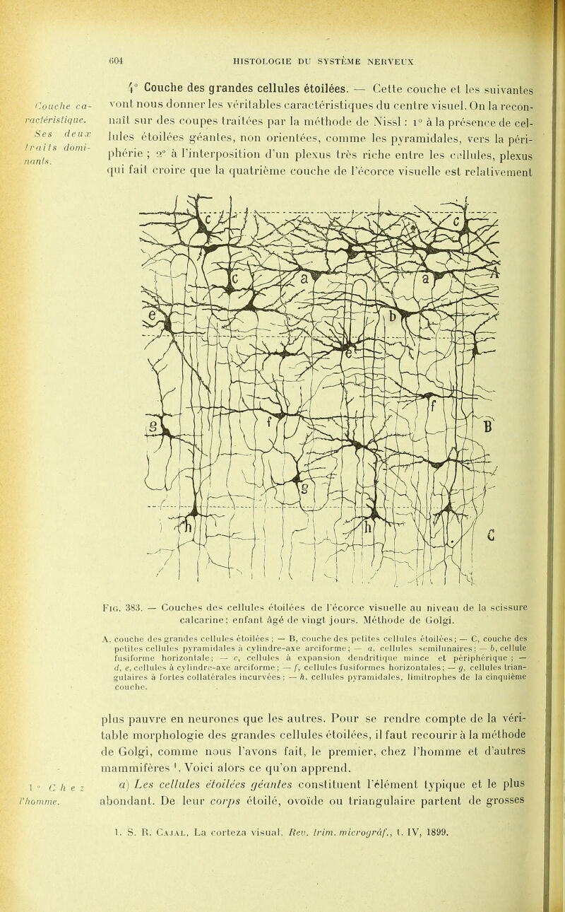 'louche ca- racteristique. Ses deux traits domi- nants. 4° Couche des grandes cellules etoilees. — Cette couche et les suivantes vont nous donner les veritables caracteristiques du centre visuel. On la recon- nait sur des coupes traitees par la methode de Nissl: i° a la presence de cel- lules etoilees geantes, non orientees, comnie les pyramidales, vers la peri- pheric ; 2° a l'interposition d'un plexus tres riche entre les collides, plexus qui fait croire que la quatrieme couche de l'ecorce visuelle est relativement Fig. 383. — Couches des cellules etoilees de l'ecorce visuelle au niveau de la scissure calcarine: enfant ag6 de vingt jours. Methode de Golgi. A, couche des grandes cellules etoilees ; — B, couche des petites cellules etoilees; — C, couche des petites cellules pyramidales a cylindre-axe arciforme;— a, cellules semilunaires; — b, cellule fusiforme horizontale; — c, cellules a expansion dendritique mince et peripherique ; — d, e, cellules a cylindre-axe arciforme; — f, cellules fusiformes horizontales; — g, cellules trian- gulaires a fortes collaterales incurvees; — h. cellules pyramidales, Iimitrophes de la cinquieme couche. plus pauvre en neurones que les autres. Pour se rendre compte de la veri- table morphologie des grandes cellules etoilees, ilfaut recourir a la methode de Golgi, comme nous Tavons fait, le premier, chez 1'homme et d'autres mammiferes 1. Voici alors ce qu'on apprend. l0 C h e z a) Les cellules etoilees geantes constituent Telement typique et le plus rhomme, abondant. De leur corps etoile, ovo'ide ou triangulaire partent de grosses 1. S. R. Cajal, La corteza visual. Rev. trim, mierogrdf., t. IV, 1899.