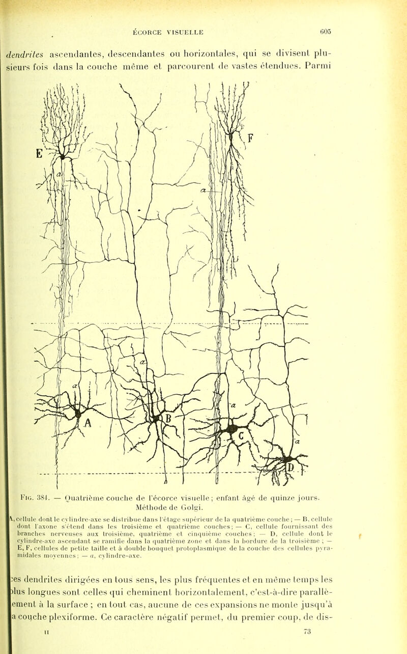 dendrites ascendantes, deseendantes ou horizontales, qui se divisenl plu- sieurs fois dans la couche meme et parcourent de vastes etendues. Parmi Fig. 384. — Quatrifeme couche de l'ecorce visuelle; enfant Age de quinze jours. Methode de Golgi. \, cellule don't le cylindre-axe se dislribue dans I'etage superieur de la quatrieme couche; — B, cellule dont l'axone s'ctend dans les troisieme et quatrieme couches;— C, cellule fournissant des branches nerveuses aux troisieme, quatrieme et cinquieme couches; — D, cellule dont le cylindre-axe ascendant se ramifle dans la quatrieme zone et dans la bordure de la troisieme ; — E, F, cellules de petite taille et a double bouquet protoplasmique de la couche des cellules pyra- midales moyennes; — a, cylindre-axe. :es dendrites dirigees en tous sens, les plus frequentes et en mfime temps les )lus longues sont celles qui cheminent horizontalement, c'est-a-dire paralle- ement a la surface ; en tout cas, aucune de ces expansions ne monte jusqu'a a couche plexiforme. Ge caractere negatif permet, du premier coup, de dis-