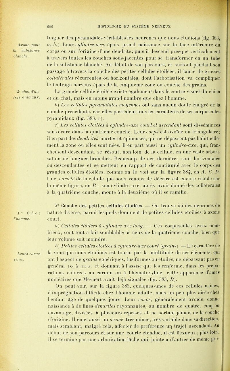 Axone pour la substance blanche. 2 chez aau- Ires animaux. tinguer des pyramidales veritables les neurones que nous etudions (fig. 383, a, b,). Leur cylindre-axe, epais, prend naissance sur la face inferieure du corps ou sur l'origine d'une dendrite; puis il descend presque verticalement a travers toutes les couches sous-jacentes pour se transformer en un tube de la substance blanche. Au debut de son parcours, et surtout pendant son passage a travers la couche des petites cellules etoilees, il lance de grosses collate'rales recurrentes ou horizontales, dont Tarborisation va compliquer le feutrage nerveux epais de la cinquieme zone ou couche des grains. La grande cellule etoilee existe egalement dans le centre visuel du chien et du chat, mais en moins grand nombre que chez l'homrae. 6) Les cellules pyramidales moyennes ont sans aucun doute emigre de la couche pr^cedente, car elles possedent tons les caracteres de ses corpuscules pyramidaux (fig. 383, c). c) Les cellules etoilees d cylindre-axe court et ascendant sont disseminees sans ordre dans la quatrieme couche. Leur corps est ovoi'de ou triangulaire; il en part des dendrites courtes et 6pineuses, qui ne depassent pas habituelle- ment la zone oil elles sont nees. II en part aussi un cylindre-axe, qui, fran- chement descendant, se resout, non loin de la cellule, en une vasle arbori- sation de longues branches. Beaucoup de ces dernieres sont horizontales ou descendantes et se mettent en rapport de contigu'ite avec le corps des grandes cellules etoilees, comme on le voit sur la figure 384, en A, C, D. Une variete de la cellule que nous venons de decrire est encore visible sur la meme figure, en B ; son cylindre-axe, apres avoir donne des collaterals a la quatrieme couche, monte a la deuxieme oil il se ramifie. 5° Couche des petites cellules etoilees. — On trouve ici des neurones de l ° Chez nature diverse, parmi lesquels dominent de petites cellules etoilees a axone Uhomme. court. a) Cellules etoiUes a cylindre-axe long. — Ces corpuscules, assez nom- breux, sont tout a fait semblables a ceux de la quatrieme couche, bien que leur volume soit moindre. 6) Petites cellules etoilees a cylindre-axe court (grains). — Le caractere de Leurs carac- la zone que nous etudions est fourni par la multitude de ces elements, qui teres. ont Paspect de grains spheriques, fusiformes ou etoiles, ne depassant pas en general 10 a 12 a, et donnant a l'assise qui les renferme, dans les prepa- rations colorees au carmin ou a l'hematoxyline, cette apparence d'amas nucl^aires que Meynert avait deja signalee (fig. 383, B). On peut voir, sur la figure 385, quelques-unes de ces cellules naines, d'impregnation difficile chez rhomme adulte, mais un peu plus aisee chez l'enfant Age de quelques jours. Leur corps, generalemenl ovo'ide, donne naissance a de fines dendrites rayonnantes, au nombre de quatre, cinq ou davantage, divisees a plusieurs reprises et ne sortant jamais de la couche d'origine. II emet aussi un axone, tres mince, tres variable dans sa direction, mais semblant, malgre cela, affecter de preference un trajet ascendant. Au d6but de son parcours et sur une courte etendue, il est flexueux; plus loin, il se termine par une arborisation lache qui, jointe a dautres de meme pro-