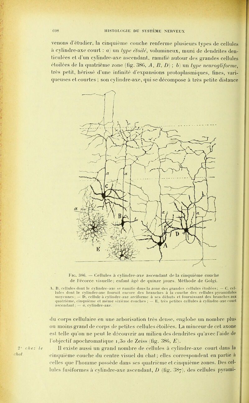 venons d'etudier, la cinquieme couche renferme plusieurs types de cellules a cylindre-axe court : a) un lype e'toile, volumineux, muni de dendrites den- ticulees et d'un cylindre-axe ascendant, ramifie autour des grandes cellules etoilees de la quatrieme zone (fig. 386, A, B, D) ; b) un type neurogliforme, tres petit, herisse d'une infinite dexpansions protoplasmiques, fines, vari- queuses etcourtes ; son cylindre-axe, qui se decompose a tres petite distance Fig. 386. — Cellules a cylindre-axe ascendant de la cinquieme couche de l'^corce visuelle; enfant age de quinze jours. Methode de Golgi. A, B, cellules dont le cylindre-axe so ramifie dans la zone des grandes cellules etoilees; — C, cel- lules dont le cylindre-axe fournit encore des branches a la couche des cellules pyramidales moyennes; — D, cellule a cylindre-axe arciforme a ses debuts et fournissant des branches aux quatrieme, cinquieme et meme sixieme couches ; — E, tres petites cellules a cylindre-axe court ascendant ; — a, cylindre-axe. du corps cellulaire en une arborisation tres dense, englobe un nombre plus ou moins grand de corps de petites cellules etoilees. La tninceur de cet axone est telle qu'on ne peut, le decouvrir au milieu des dendrites qu'avec 1'aide de Tobjectif apochromatique i,3o de Zeiss (fig. 386, E). 2° chez le II existe aussi un grand nombre de cellules a cylindre-axe court dans la ,al cinquieme couche du centre visuel du chat; elles correspondent en parlie a cedes que l'homme possede dans ses quatrieme et cinquieme zones. Des cel- lules fusiformes a cylindre-axe ascendant, D (fig. 38j), des cellules pyrami-