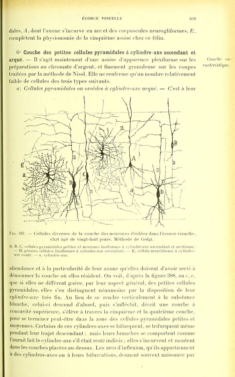 dales, A, dont l'axone s'incurve en arc et des corpuscules neurogliform.es, E, completent la physionomie de la cinquieme assise chez ce felin. 6° Couche des petites cellules pyramidales a cylindre-axe ascendant et arque. — II s'agit maintenant d'une assise d'apparence plexiforme sur les Couche cM preparations au chromate d'argent, el finemenl granuleuse sur les coupes racteristique, traitees par la methode de Nissl. Elle ne renferme qu'un nombre I'elativement faible de cellules des trois types suivanls. a) Cellules pyramidales on ovo'ides d cylindre-axe arque. — C'est a leur Fig. 387. — Cellules diverse? de la couche des neurones etoildes dans l'ecorce visuelle; chat age de yingt-huit jours. Methode de Golgi. A, B, C, cellules pyramidales petites et neurones fusiformes a cylindre-axe ascendant et arciforme; — D, grosses cellules fusiformes a cylindre-axe ascendant: — E, cellule araneiforme a cylindre- axe court; — a, cylindre-axe. attendance et a la particularite de leur axone qu'elles doivent d'avoir servi a denommer la couche oil elles resident. On voit, d'apres la figure 388, en c, e, que si elles ne different guere, par leur aspect general, des petites cellules pyramidales. elles s'en distinguent neanmoins par la disposition de leur cylindre-axe tres fin. Au lieu de se rendre verticalement a la substance blanche, celui-ci descend d'abord, puis s'inflechit, decrit une courbe a concavite superieure, s'eleve a Iravers la cinquieme et la quat-rierae couche, pour se terminer peut-etre dans la zone des cellules pyramidales petites et moyennes. Certains de ces cylindres-axes se bifurquent, se trifurquent meme pendant leur trajet descendant ; mais leurs branches se comportent comme Taurait fait le cylindre-axe s'il etait resle indivis ; elles s'incurvent et montent dans les couches placees au-dessus. Les arcs d'intlexion, qu'ils-apparliennenl a des cylindres-axes ou a leurs bifurcations, donnent souvent naissance par