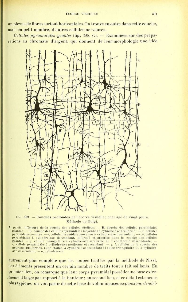 un plexus de fibres surtout horizontals.On trouve en autre dans celte couche, mais en petit nombre, d'autres cellules nerveuses. Cellules pyramidales geantes (fig. 388, C). — Examinees sur des prepa- rations au chromate d'argent, qui donnent de leur morphologie une idee Fig. 389. — Couches profondes de l'ecorce visuelle; chat, age de vingt jours. Met hod e de Golgi. A, partie inferieure de la couche des cellules etoilees; — B, couche des cellules pyramidales geantes; — C, couche des cellules pyramidales moyennesa cylindre-axe arciforme; — a, cellules pyramidales geantes: — 6, cellule pyramidale moyenne a cylindre-axe descendant; —c, d, cellules pyramidales a cylindre-axe descendant, bifurque et arborise dans la couche des cellules geantes; — g, cellule triangulaire a cylindre-axe arciforme et a collaterale descendante; — i, cellule pyramidale a cylindre-axe arciforme et ascendant; — j, I, cellules de la couche des neurones fusiformes, l'une eloilee, a cylindre-axe ascendant ; l'autre triangulaire et a cylindre- axe descendant; — a, cvlindre-axe. autrement plus complete que les coupes traitees par la methode de Nissl, ces elements presentent un certain nombre de traits tout a fait saillants. En premier lieu, on remarque que leur corps pyramidal possede une base extre- mement large par rapport a la hauteur ; en second lieu, et ce detail est encore plus typique, on voit partir de cette base de volumineuses expansions dendri-