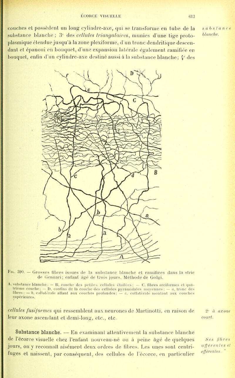 couches et possedenl un long- cylindre-axe, qui se transforme en tube de la substance blanche ; 3 des cellules triangulaires, munies d'une tige proto- plasmique elendue jusqu'a la zone plexiforme, d un tronc dendritique descen- dant et 6panoui en bouquet, d'une expansion lalerale egalement ramifiee en bouquet, enfin d'lin cylindre-axe destine aussi a la substance blanche; 4° des s u b S lance blanche. Fig. 390. — Grosses fibres issues de la substance blanche et ramiflees dans la strie de German; enfant age de trois jours. Methode de Golgi. A, substance blanche; — B, couche des pelil.es cellules etoilees; — C. fibres arciformes et qua- trieme couche; — D, conflns de la couche des cellules pyrauiidales moyennes ; — a, tronc des fibres; — b, collateral allant aux couches profondes; — c, collaterale montant aux couches superieures. cellules fusi/ormes qui ressemblent aux neurones de Martinotii, en raison de 2° a axone |eur axone ascendant et demi-long, etc., etc. court. Substance blanche. — En examinant attentivement la substance blanche de l'ecorce visuelle chez i'enfant nouveau-ne ou a peine ag6 de quelques Ses litres jours, on y reconnait aisement deux ordres de fibres. Les unes sont centri- affirentes el fuges et naissent, par consequent, des cellules de l'ecorce, en particulier efferenles.