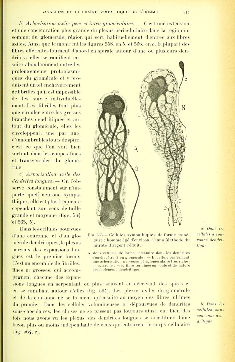 6) Arborisation axile peri et inlra-glomerulaire. — Cost une extension el une concentration plus grande du plexus pericellulaire dans la region du sommet du glomerule, region (jui sert habituellemenl d'entr^e aux fibres axiles. Ainsi que le monl rent les figures 558, en b, et 566, en e, la pluparl des fibres aflerentes tournenl d'abord en spirale autour d'une on plusieurs den- drites; elles se ramifienl en- suite abondammenl entre les p r o 1 o nge m e n Is pro toplasmi- ques du glomerule el y pro- duisent untel onehevelremenl de libribes qu'il est impossible de les suivre individuelle- ment. Les fibrilles font plus que circuler entre les grosses branches dcndriliques el au- tour du glomerule, elles les enveloppenl, une par une. d'innombrables lours despire; c'est ce que Ton voit bien surtout dans les coupes fines et transversales du glome- rule. c) Arborisation axile des dendrites tongues. — On I'ob- serve constammenl sur n'im- porte quel neurone sympa- fchique; elle est plus frequenle cependant sur ceux de taille grande et moyenne (figs. bG\ et 565, 6). Dans les cellules pourvues d'une couronne el d'un glo- merule dendritiques, le plexus nerveux des expansions lon- gues est le premier forme. C'est iin ensemble de fibrilles, fines et grosses, qui accom- pagnent chacune des expan- sions longues en serpentant on plus souvent en decrivanl des spires el en se ramifiant autour d'elles (fig. 564). Les plexus axiles du glomerule el de la couronne ne se formenl qu'ensuite au moyen des fibres ullimes du premier. Dans les cellules volumineuses et depourvues de dendrites sous-capsulaires, les choses ne se passenl pas toujours ainsi, car bien des fois nous avons vu les plexus des dendrites longues se constituer d'une faeon plus ou moins ind6pendante de ceux qui entourenl le corps cellulaire (fig. 564, c). Fig. 566. — Cellules sympathiques de forme coine- taire ; hommeage d'environ 50 ans. Methode du nitrate d'argent reduit. A, deux cellules de forme cometaire dont les dendrites s'enchevetrent en glomerule ; — B, cellule renfermant une arborisation nerveuse periglomerulaire tres riche ; — a, axone : — b, fibre terminee en houleet de nature probablement dendritique. a) Dans les cellules a cou- ronne dendri- tique. b) Dans les cellules sans couronne den- dritique.