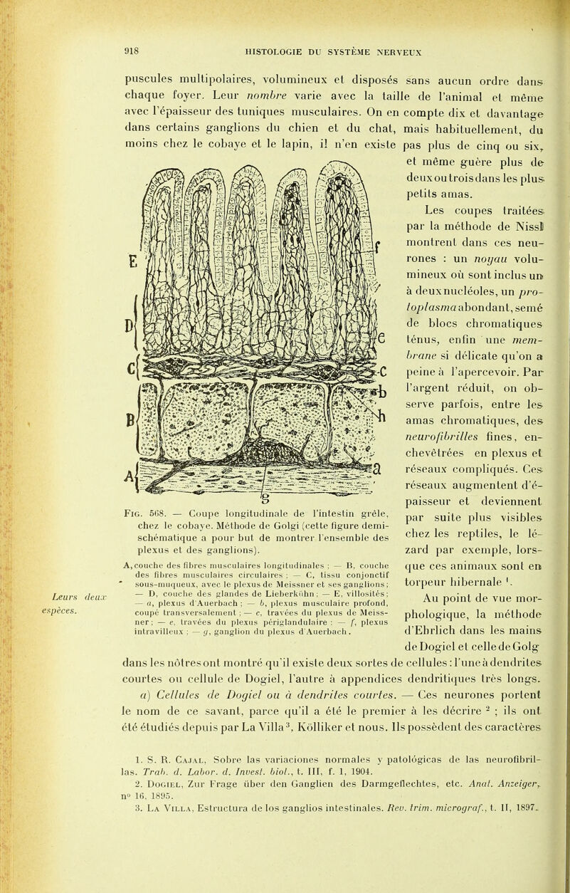 Leurs deux especes. puscules multipolaires, volumineux et dispos6s sans aucun ordre dans chaque foyer. Leur nombre varie avec la tailie de l'animal et mgme avec l'epaisseur des tuniques musculaires. On en compte dix et davantage dans certains ganglions du chien et du chat, mais habituellement, du raoins chez le cobaye et le lapin, il n'en existe pas plus de cinq ou sixr et meme guere plus de deuxoutroisdans les plus, petits amas. Les coupes traitees par la methode de NissI montrent clans ces neu- rones : un noyau volu- mineux ou sont inclus un a deuxnucleoles, un pro- /o/>/as/ttaabondant,seme de blocs chromatiques tenus, enfin une mem- brane si delicate qu'on a peine a l'apercevoir. Par l'argent r^duit, on ob- serve parfois, entre les amas chromatiques, des neurofibrilles fines, en- chevestrees en plexus et reseaux compliques. Ces reseaux augmentent d'£- paisseur et deviennent par suite plus visibles chez les reptiles, le le- zard par exemple, lors- que ces animaux sont en torpeur hibernale '. Au point de vue mor- phologique, la methode d'Ehrlich dans les mains de Dogiel et celle de Golg dans les notres ont montre qu'il existe deux sortes de cellules: l'une a dendrites courtes ou cellule de Dogiel, l'autre a appendices dendritiques tres longs. a) Cellules de Dogiel ou a dendrites courtes. — Ces neurones portent le nom de ce savant, parce qu'il a ete le premier a les d6crire 2 ; ils ont et6 etudies depuis par La Villa3, Kolliker et nous, llspossedent des caracteres Fig. 568. — Coupe longitudinale de l'intestin grele, chez le cobaye. Methode de Golgi (cetle figure demi- schematique a pour but de montrer l'ensemble des plexus et des ganglions). A.couche des fibres musculaires longitudinales ; — B, couche des fibres musculaires circulaires ; — C, tissu conjonctif sous-muqueux, avec le plexus de Meissner et ses ganglions; — D, coucbe des glandes de Lieberki'ihn; — E, villosites; — a, plexus d'Auerbach ; — 6, plexus musculaire profond, coupe transversalement ; — c, travees du plexus de Meiss- ner; — e, travees du plexus periglandulaire ; — f, plexus intravilleux ; — g, ganglion du plexus d'Auerbach. 1. S. R. Cajal, Sobre las variaciones normales y patologicas de las neurofibril- las. Trah. d. Labor, d. Invest, biol., t. Ill, f. 1, 1904. 2. Dogiel, Zur Frage iiber den Ganglien des Darmgefiechtes, etc. Anal. Anzeigerr n° 16, 1895. 3. La Villa, Estructura de los ganglios intestinales. Rev. trim, micrograf., t. II, 1897.